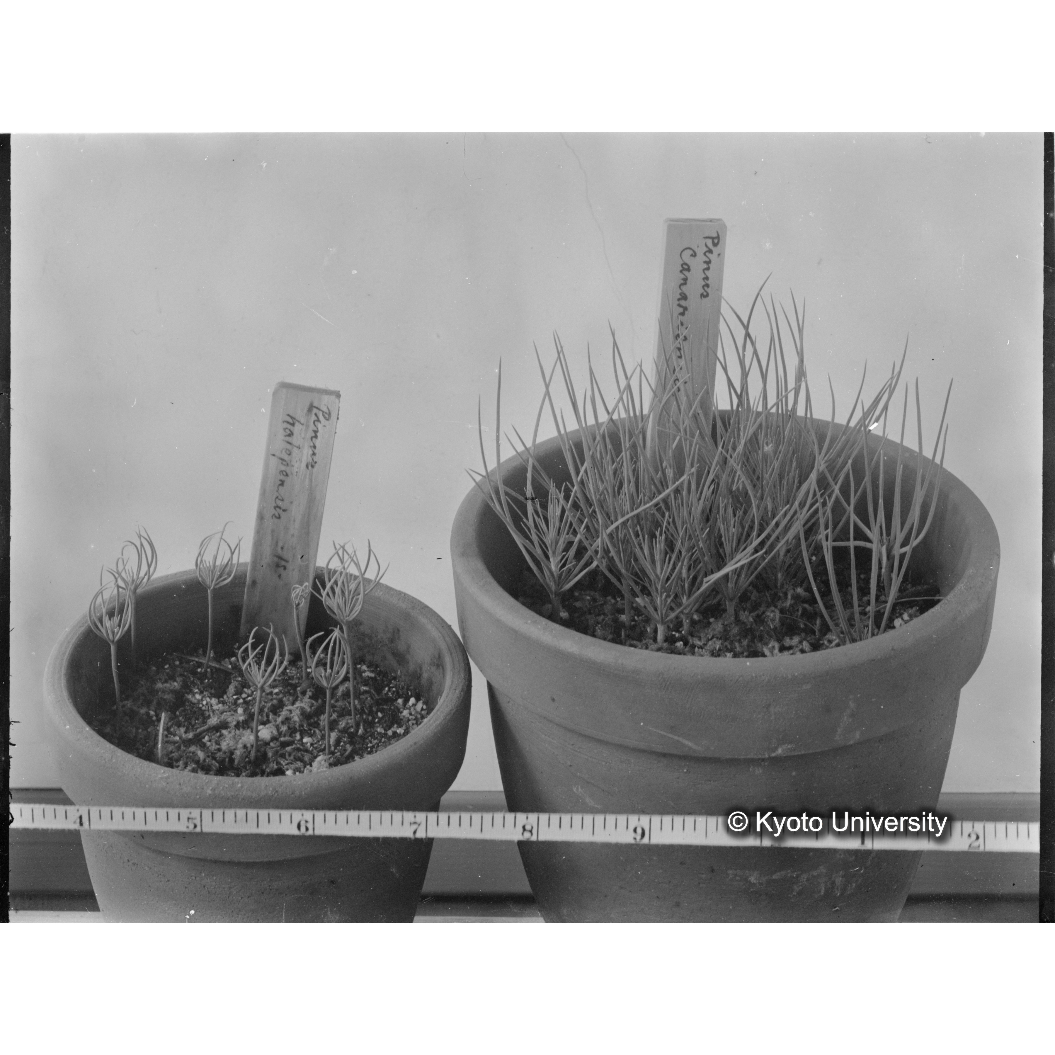 〔外国種子交換による渡来植物　Pinus　halepensis Institute Botanico　da　Universidade　de　Coimbra,　Portugal〕 (1)