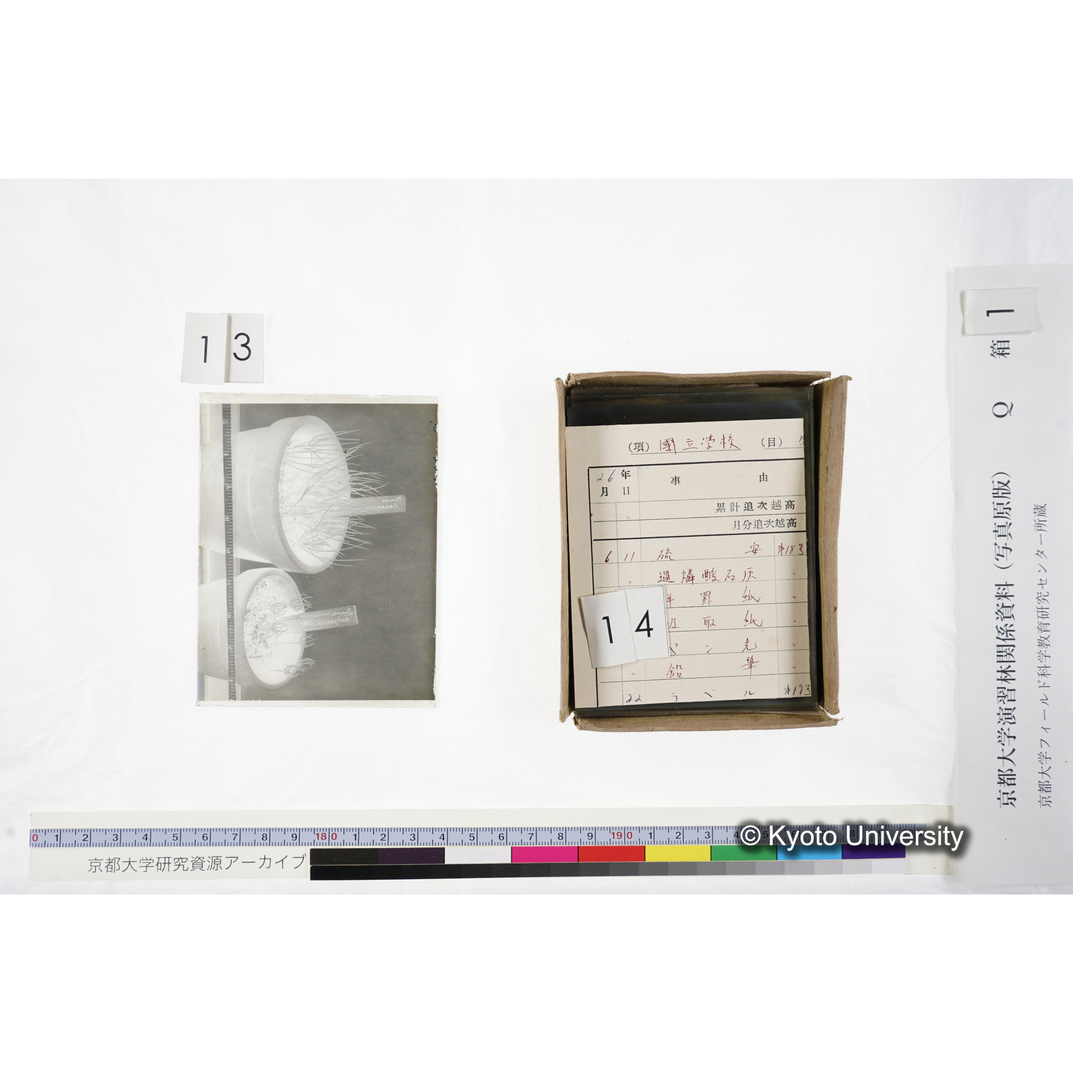 〔外国種子交換による渡来植物　Pinus　halepensis Institute Botanico　da　Universidade　de　Coimbra,　Portugal〕 (2)