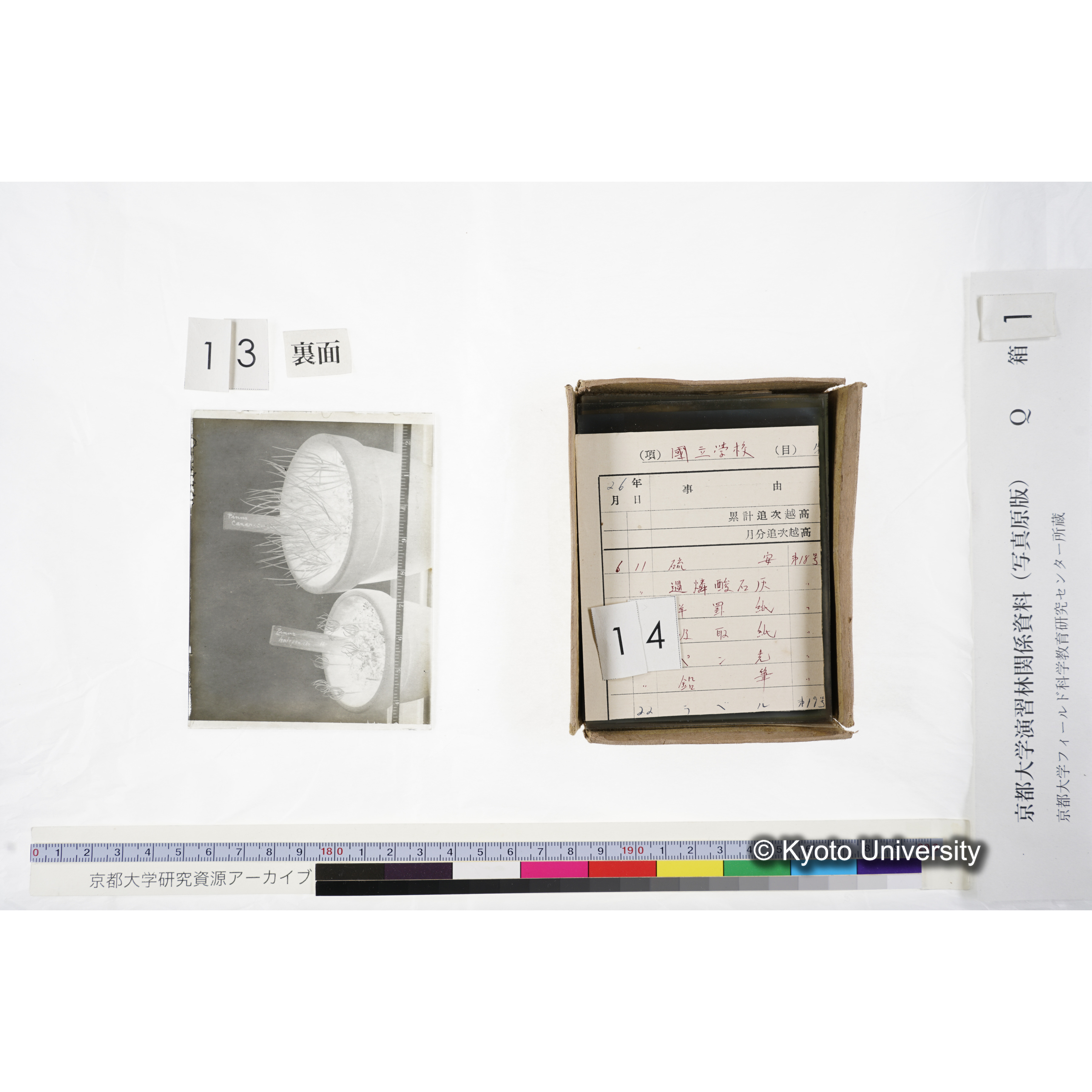 〔外国種子交換による渡来植物　Pinus　halepensis Institute Botanico　da　Universidade　de　Coimbra,　Portugal〕 (3)