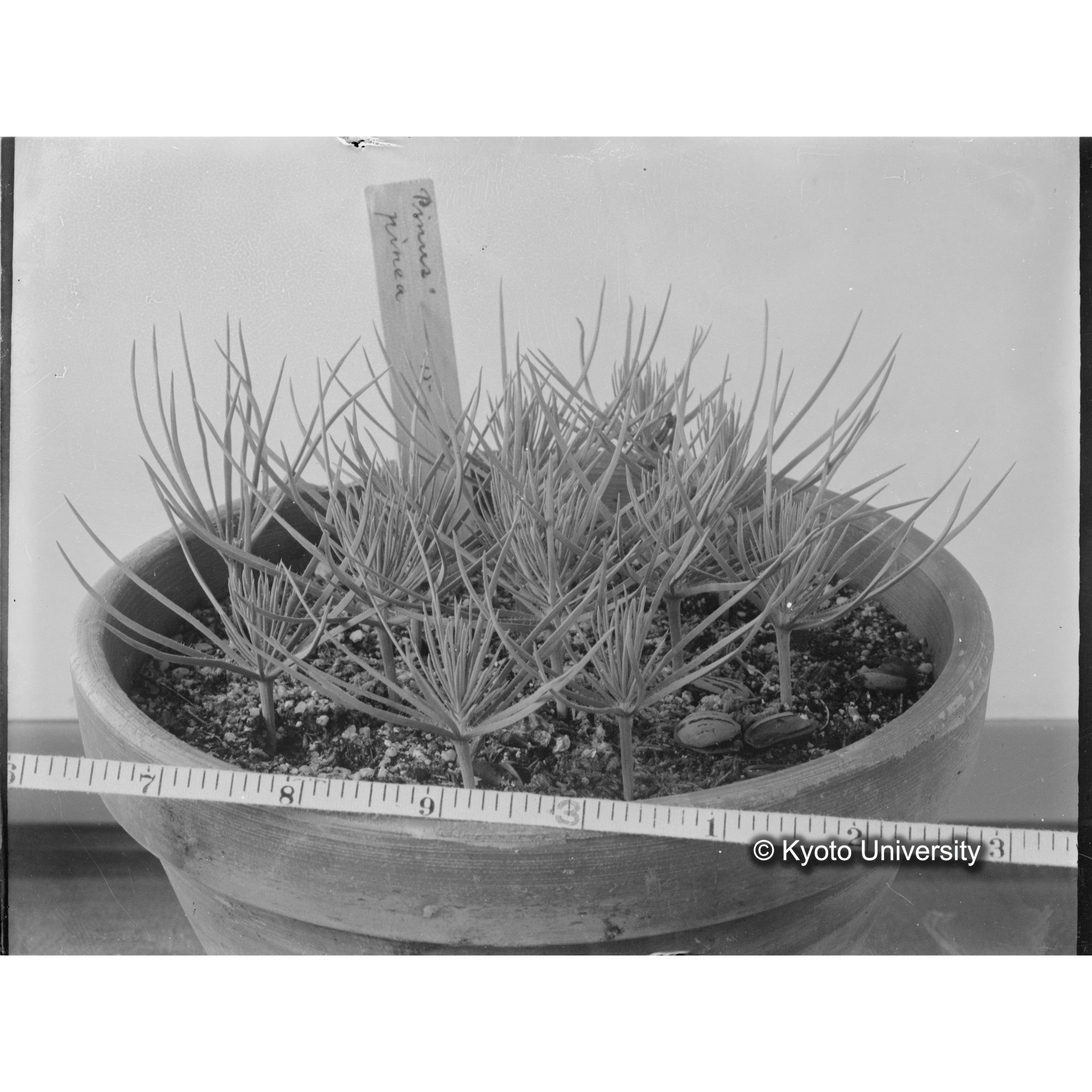 〔外国種子交換による渡来植物〕 (1)