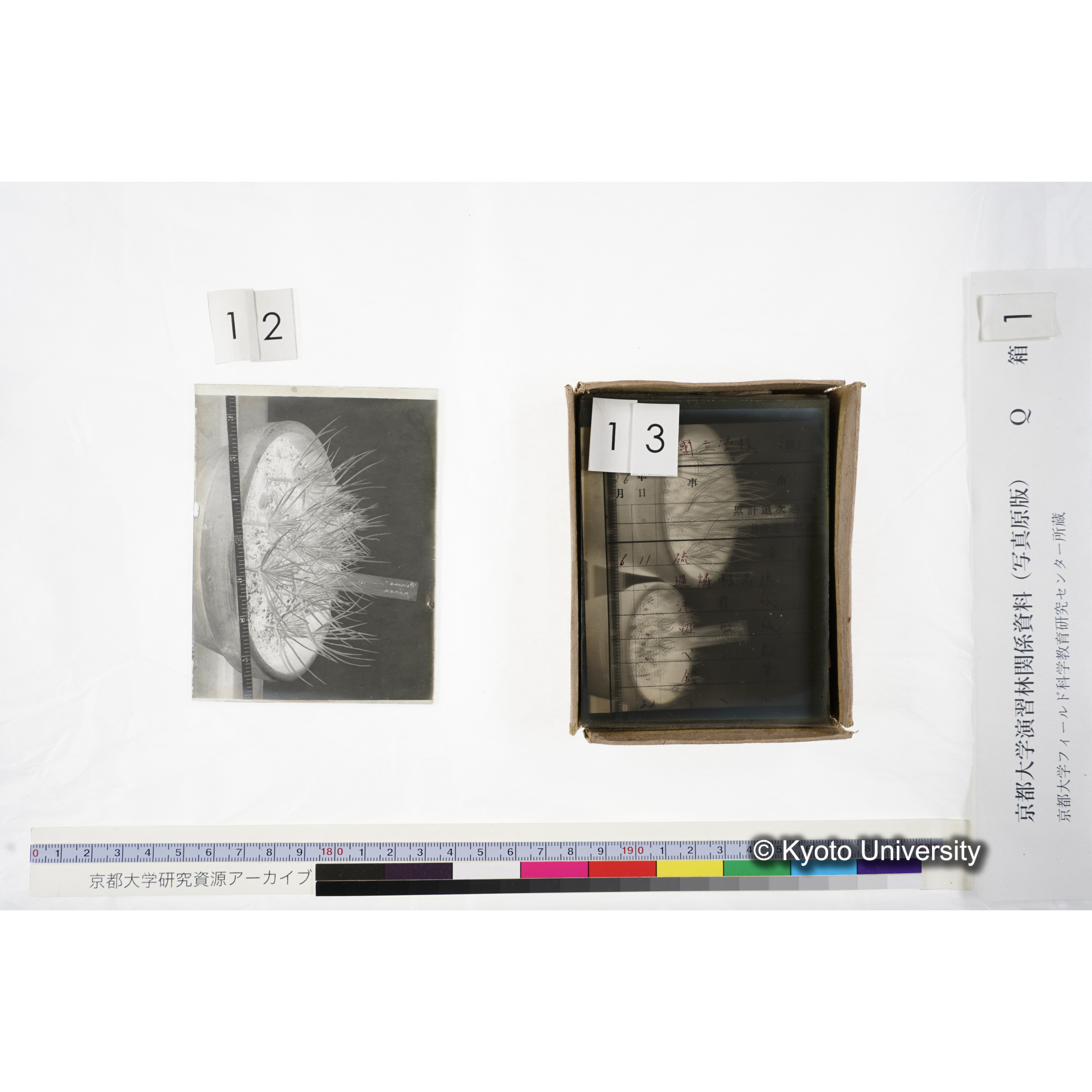 〔外国種子交換による渡来植物〕 (2)