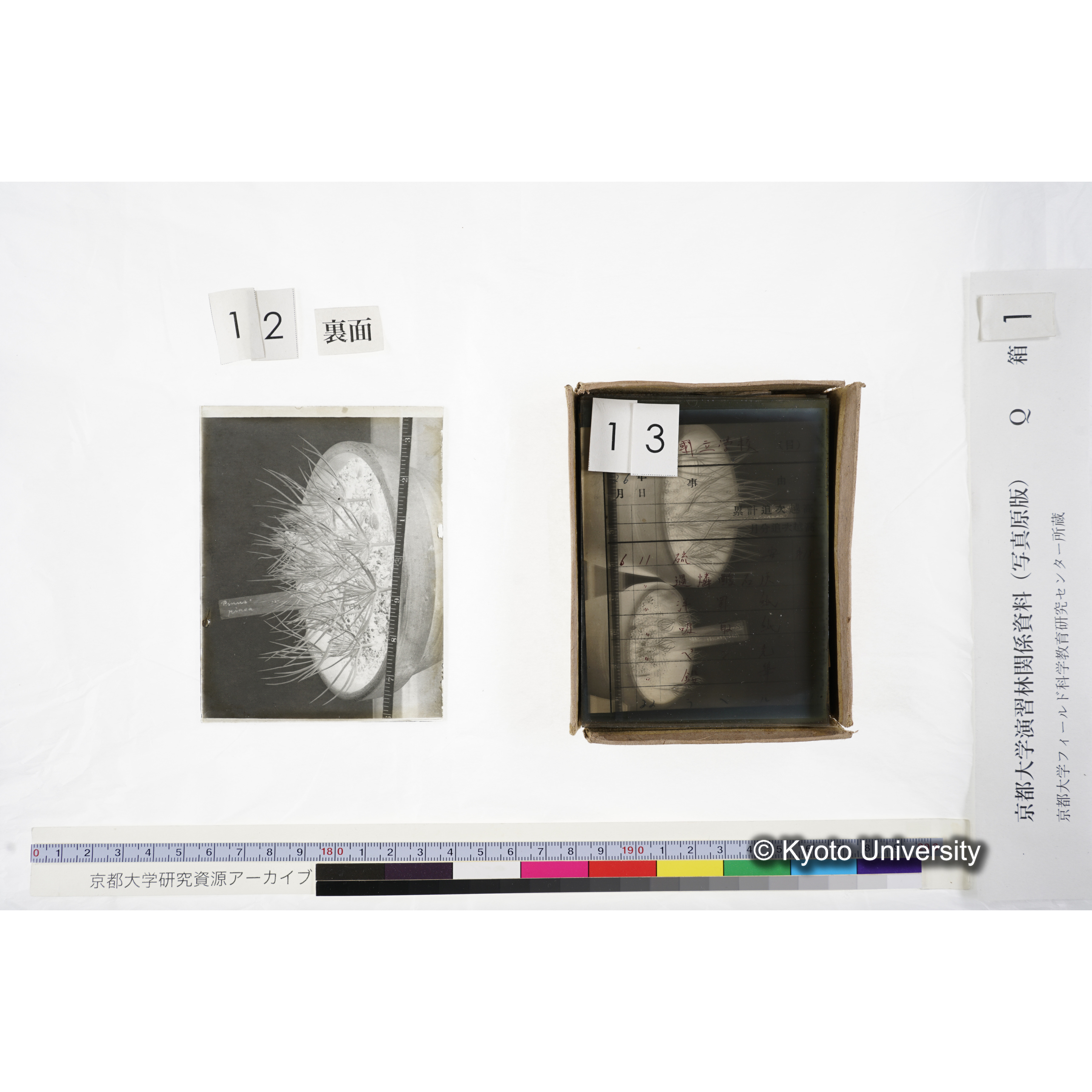 〔外国種子交換による渡来植物〕 (3)