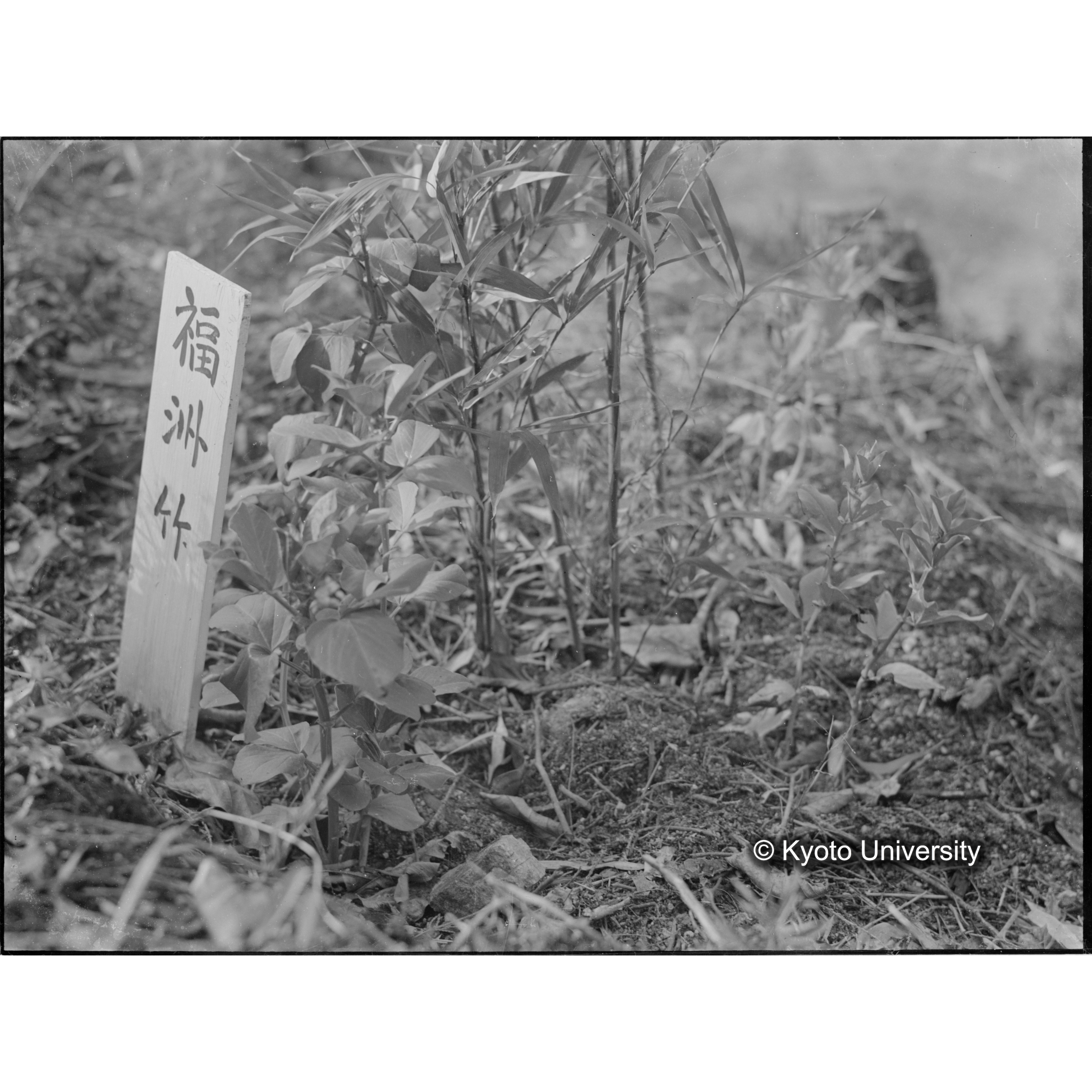 〔「福洲竹」〕 (1)