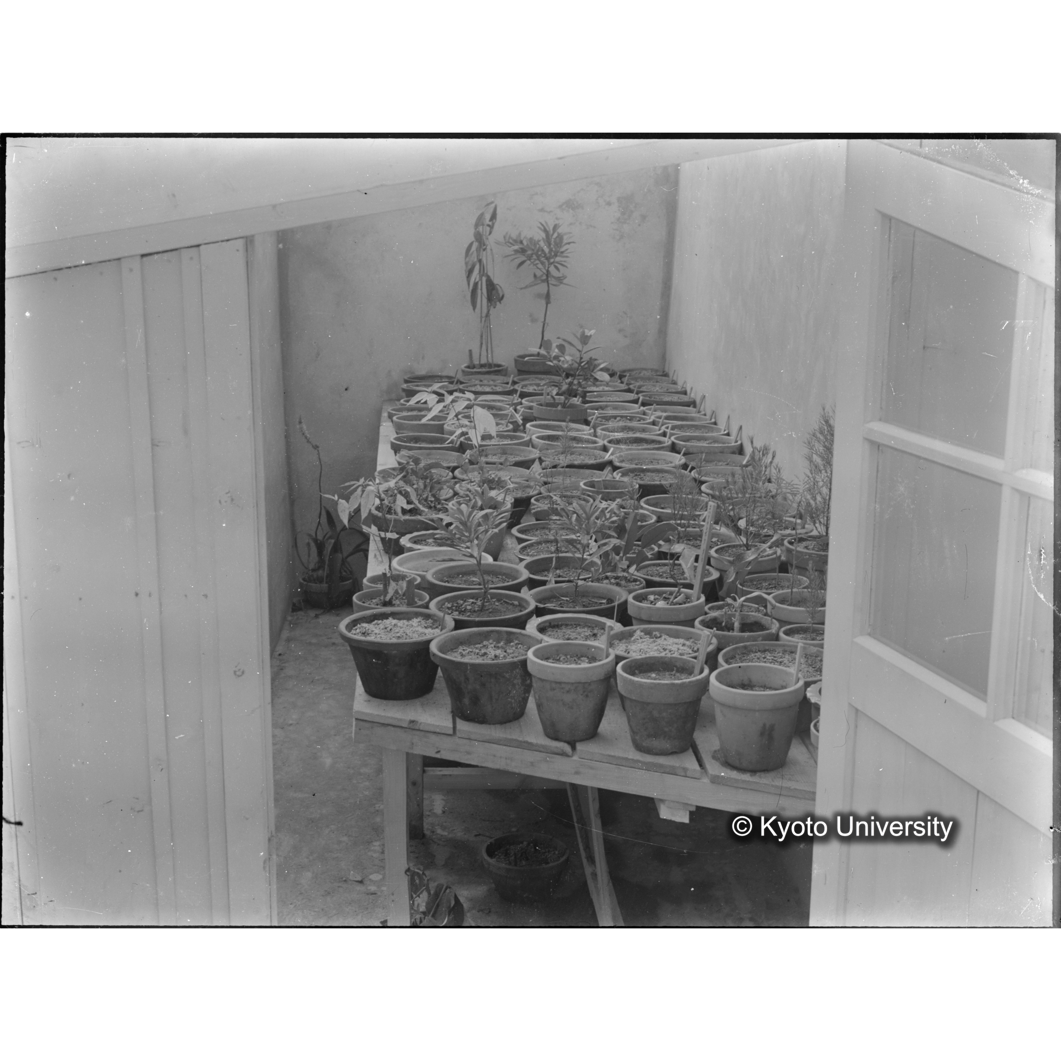 〔室内の植木鉢〕 (1)