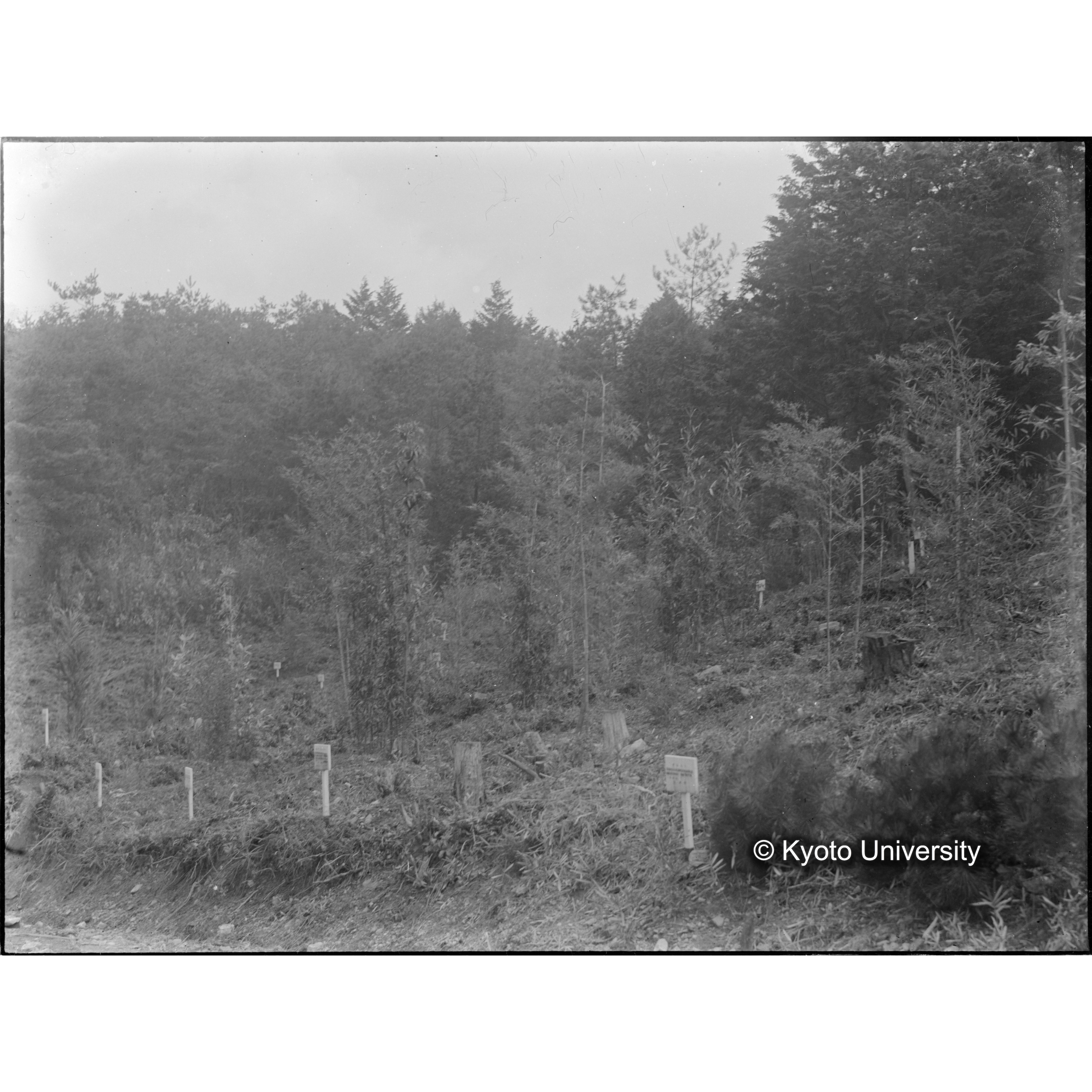 〔標識の並ぶ斜面〕 (1)