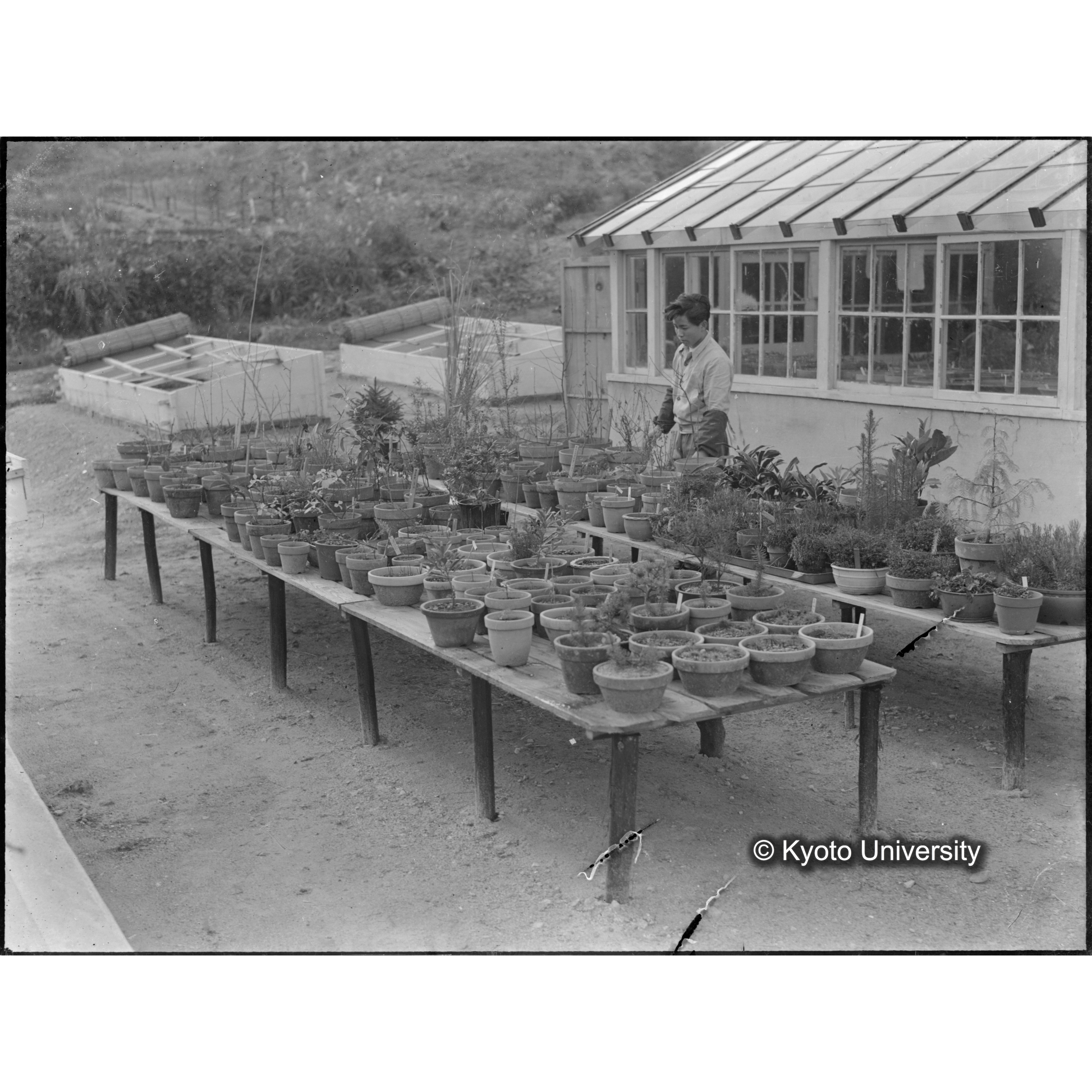 〔苗圃作業：ガラス温室横の棚上に植木鉢〕 (1)