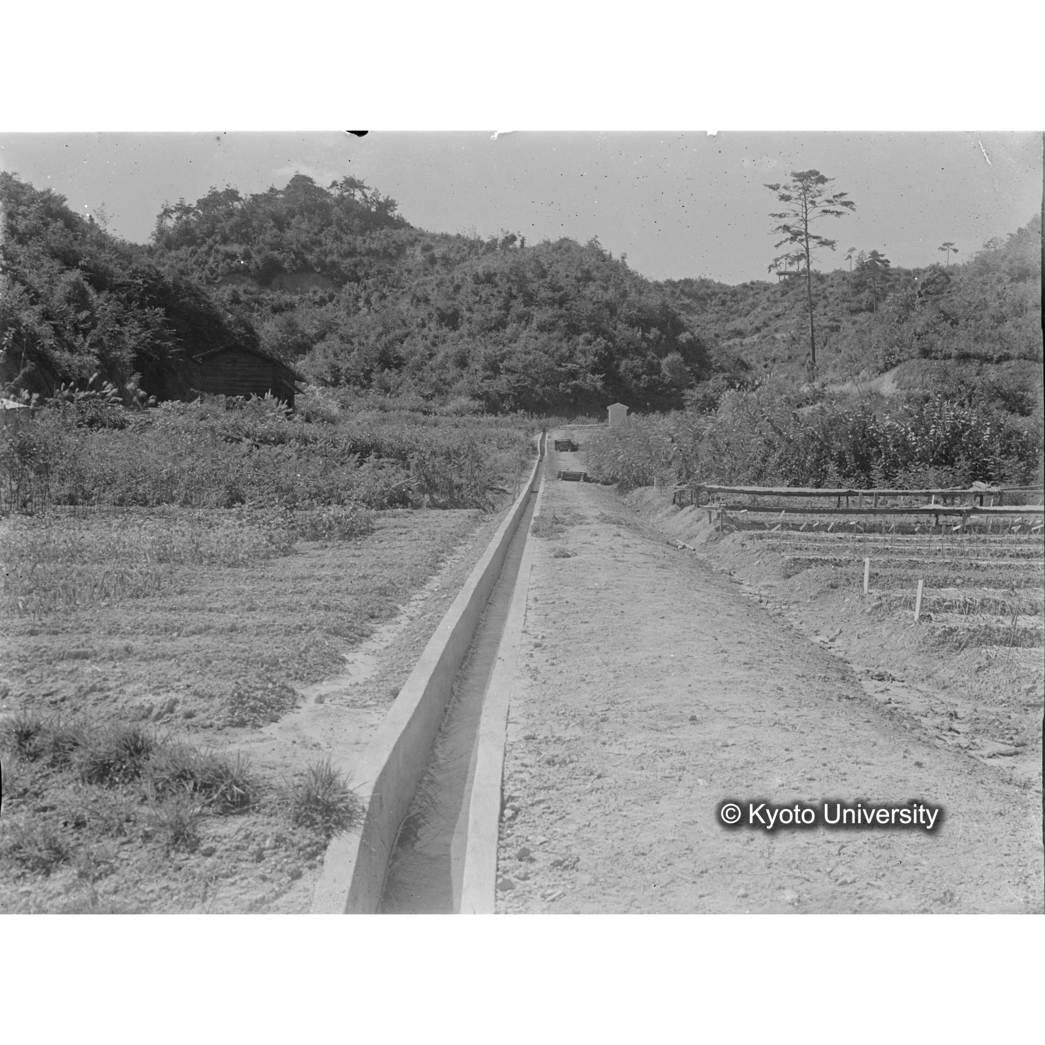 〔第二苗圃〕 (1)