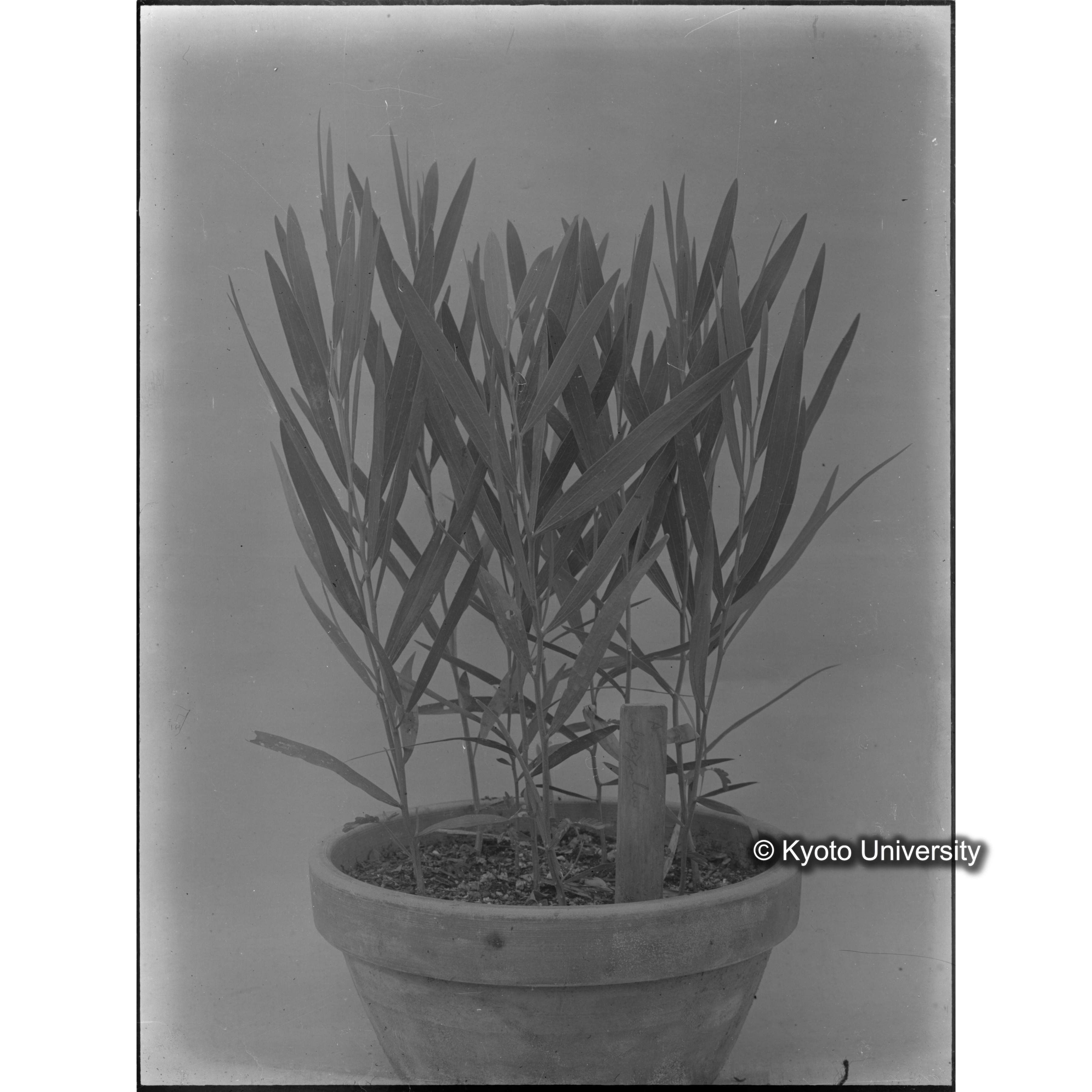 〔外国種子〕 (1)