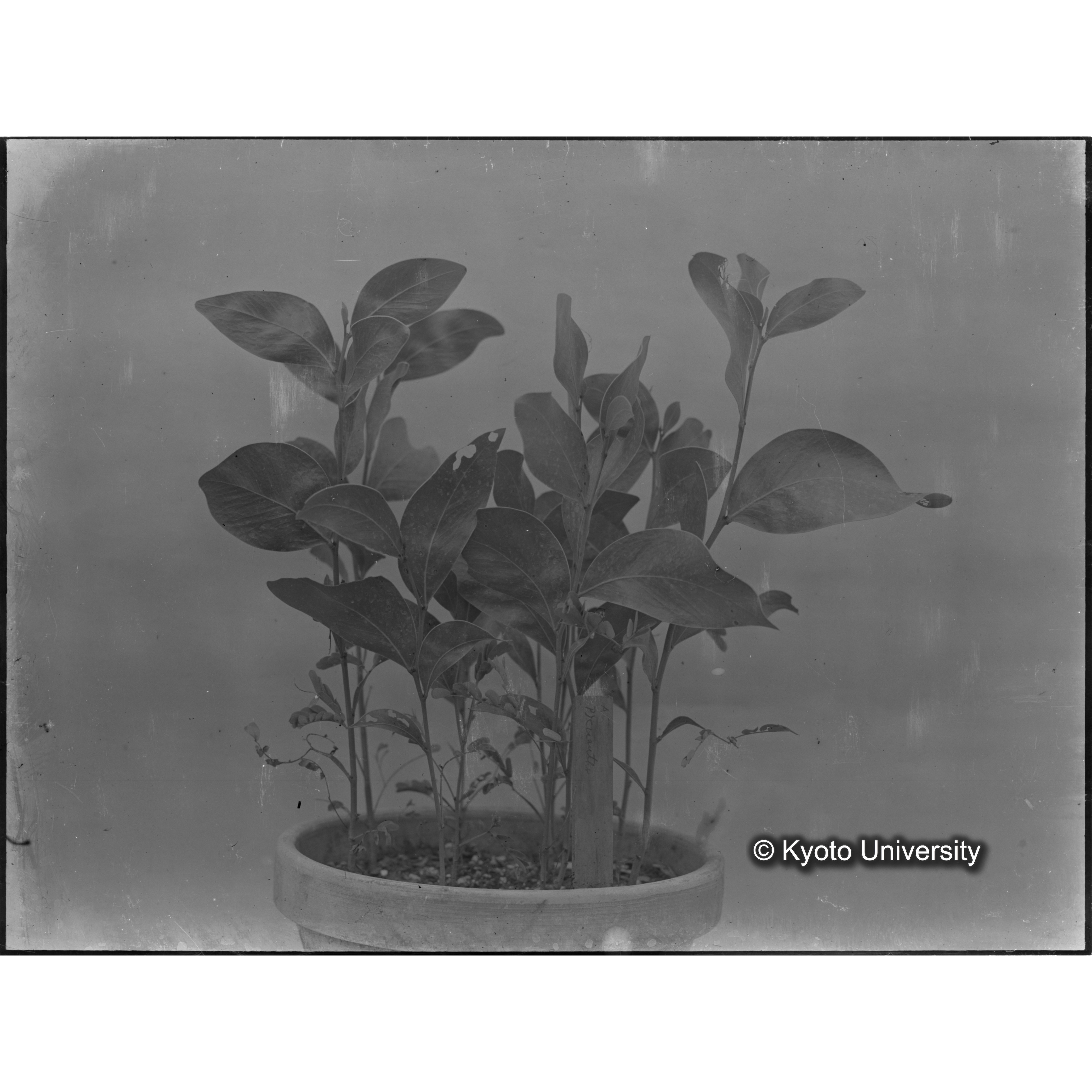 〔外国種子〕 (1)