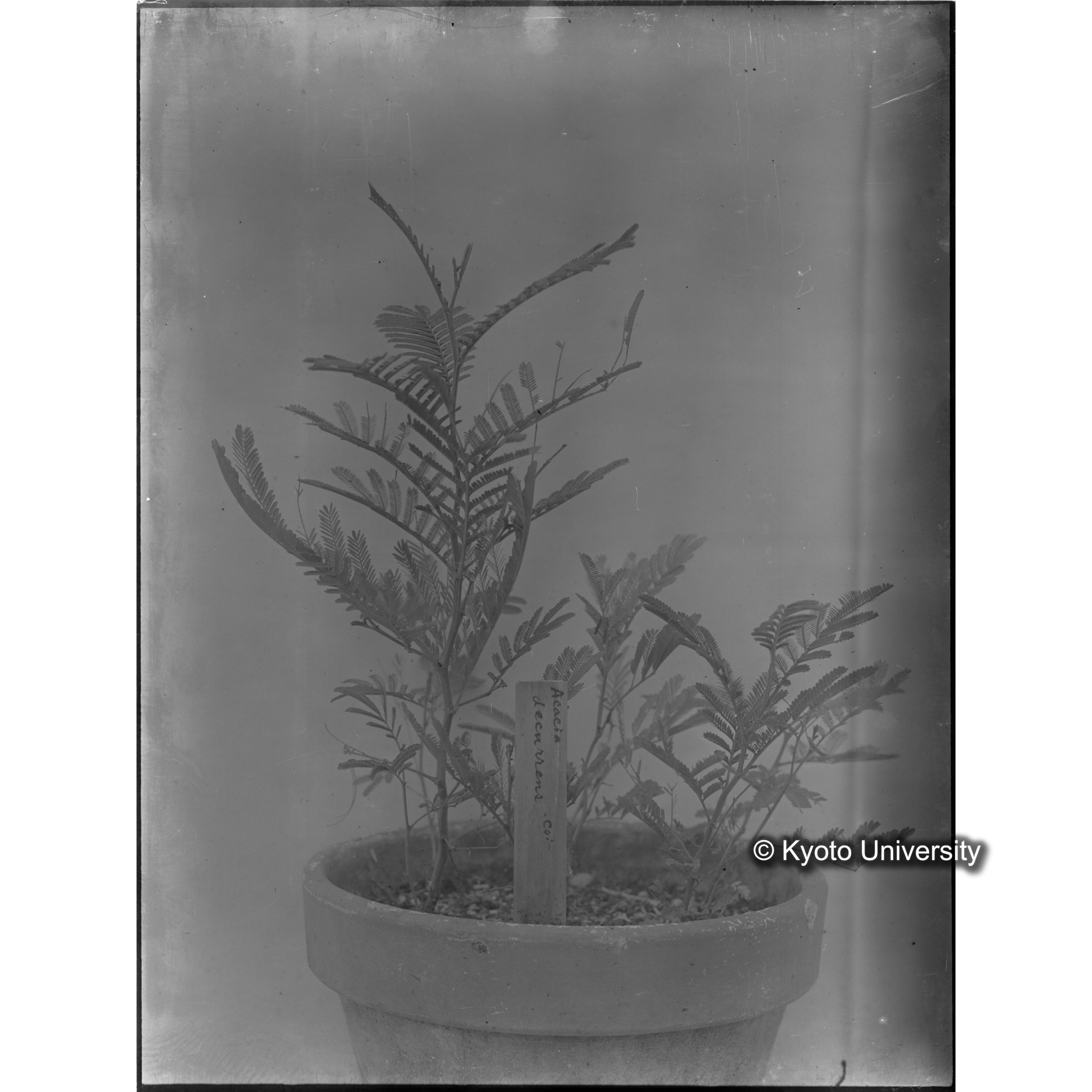 〔外国種子〕 (1)