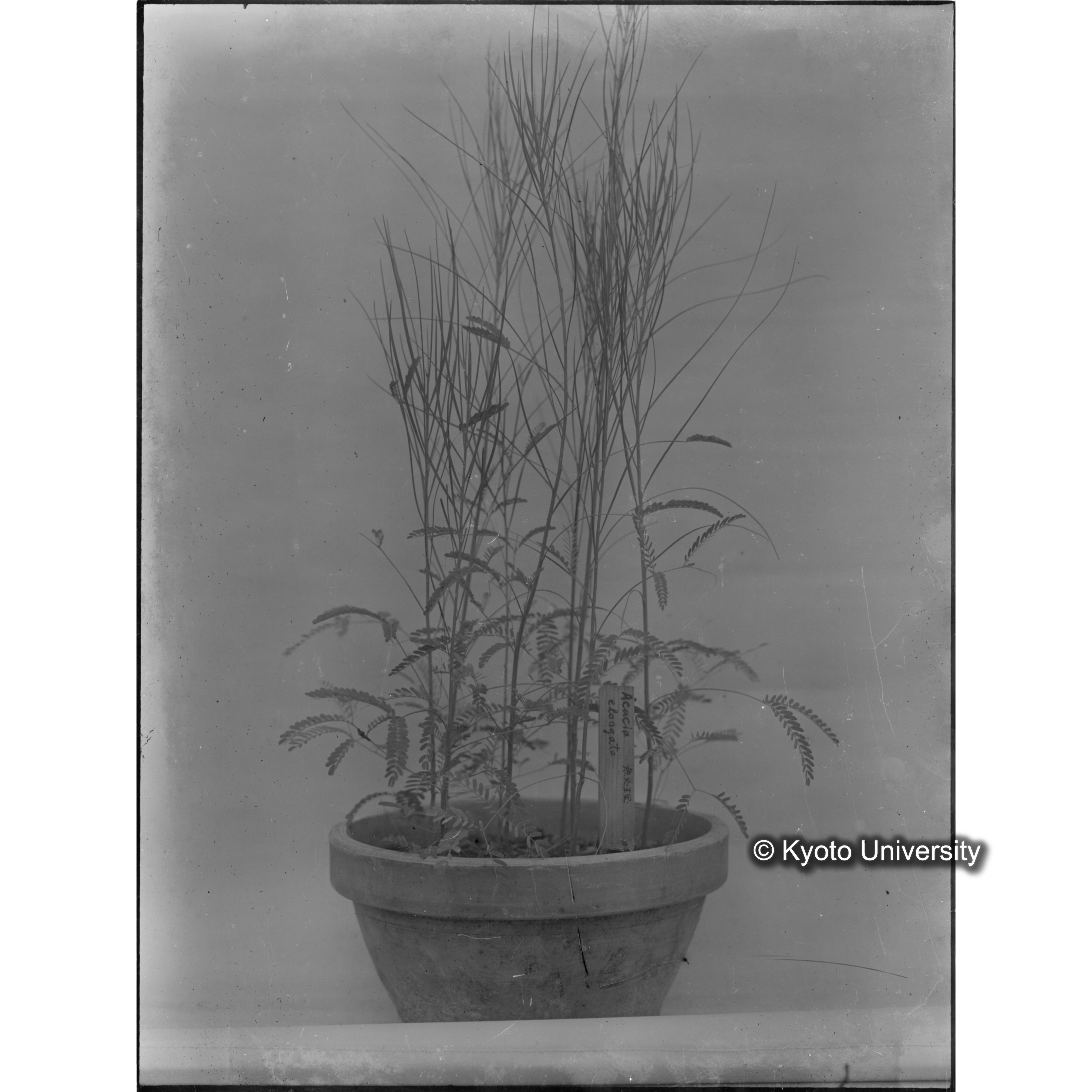 〔外国種子〕 (1)