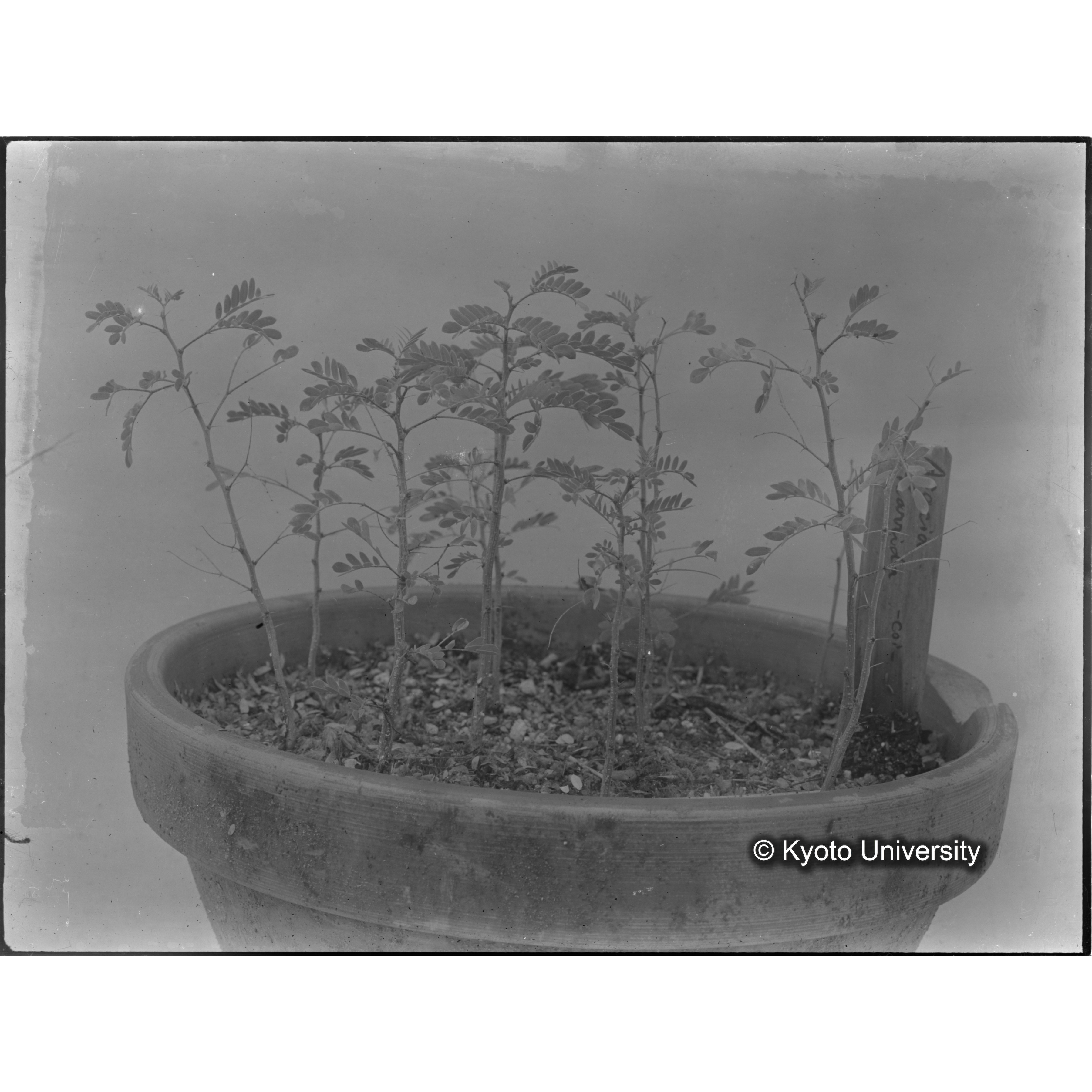 〔外国種子〕 (1)