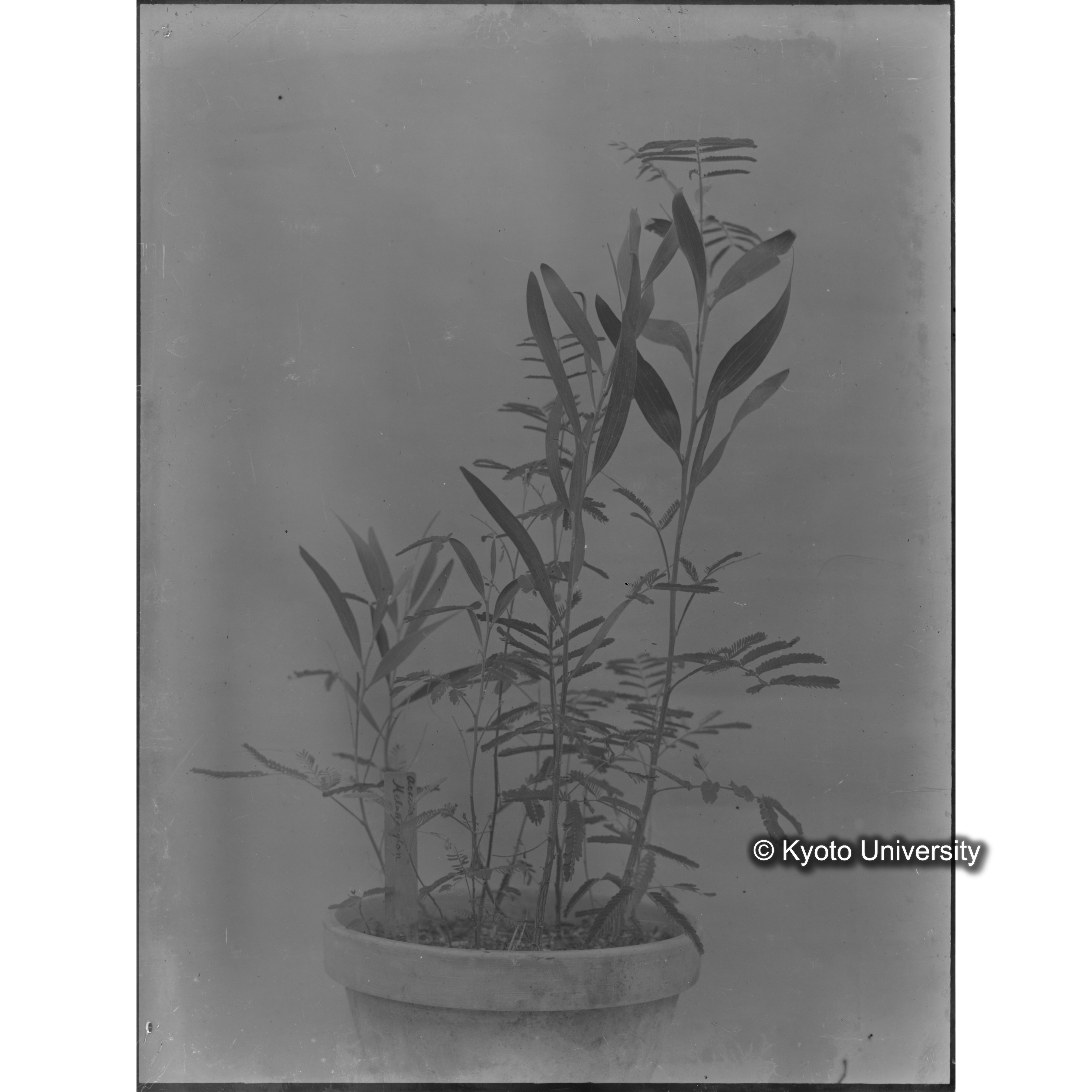 〔外国種子〕 (1)