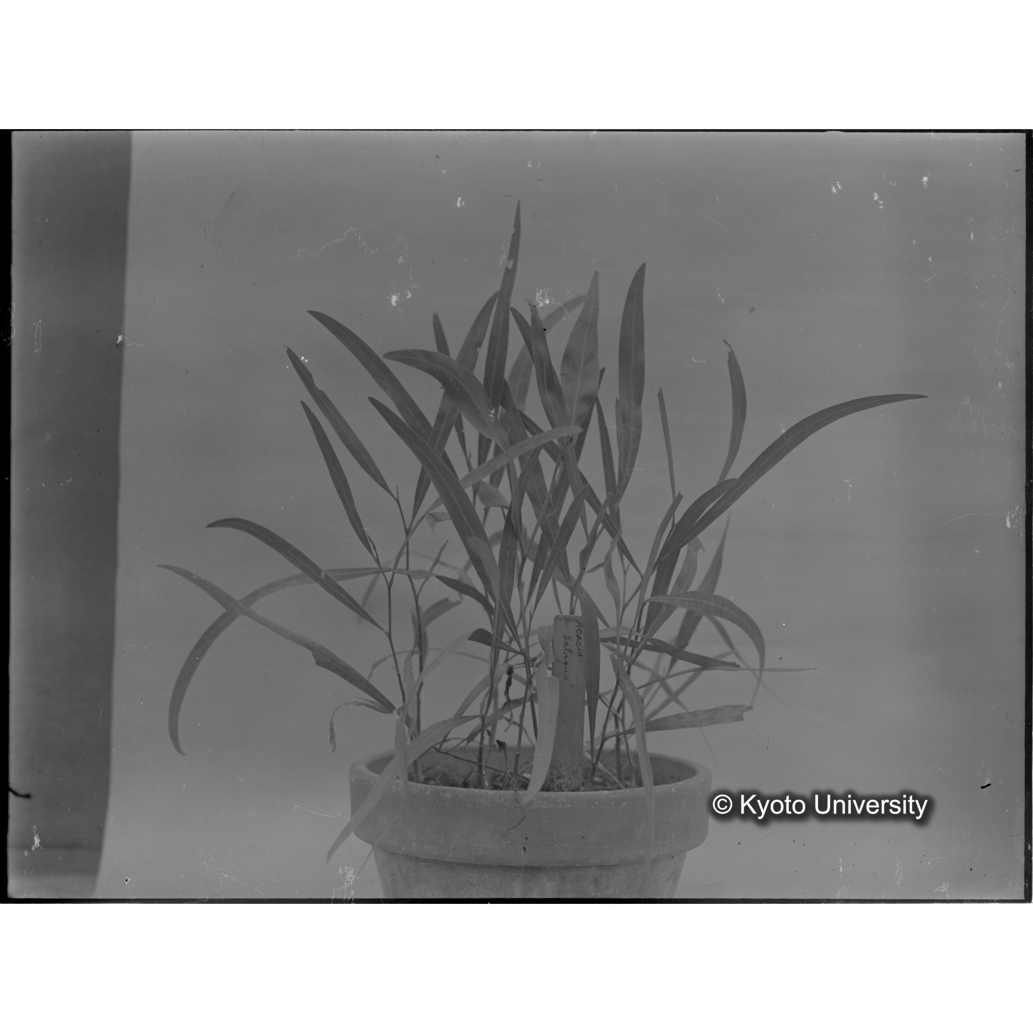 〔外国種子〕 (1)