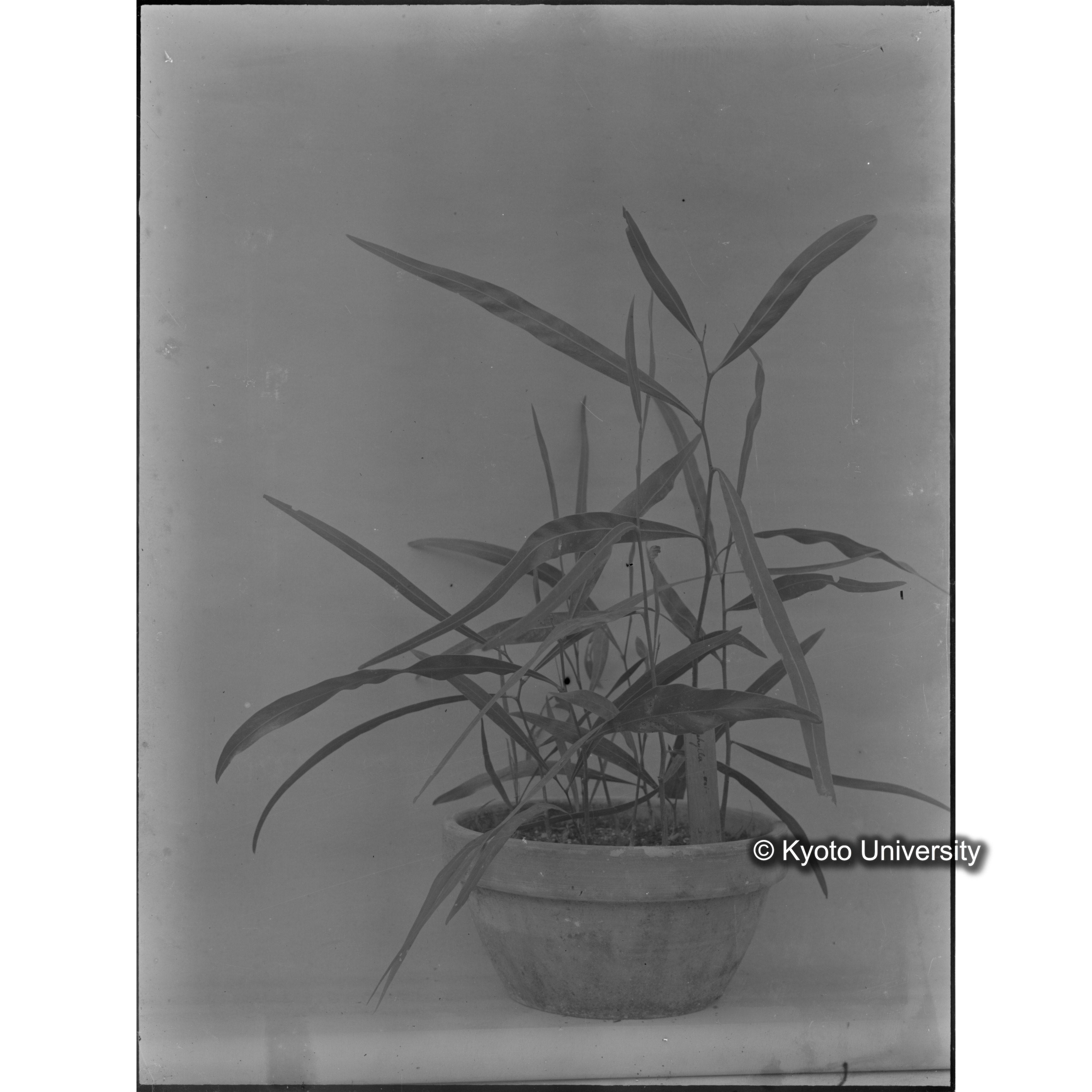 〔外国種子〕 (1)