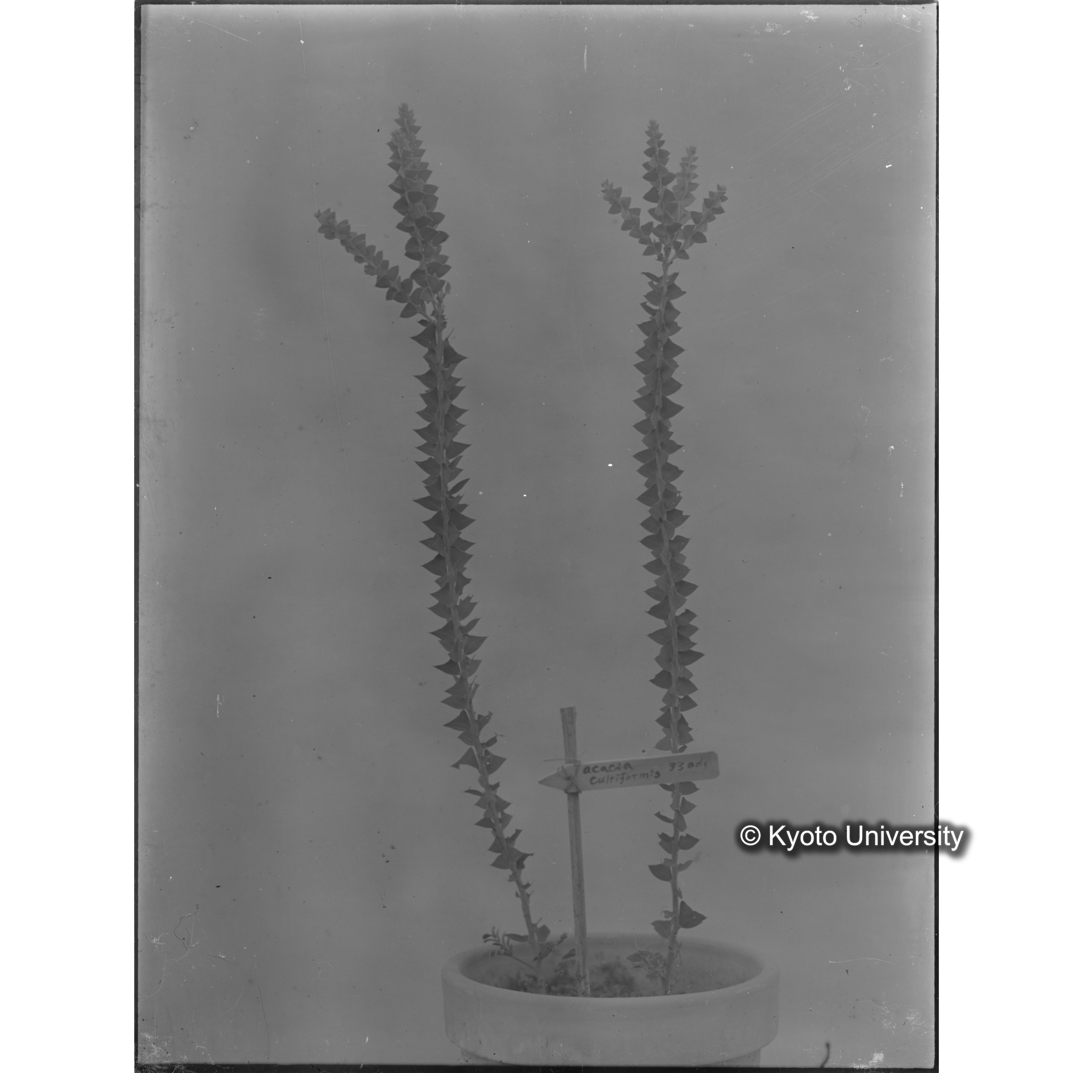 〔外国種子〕 (1)