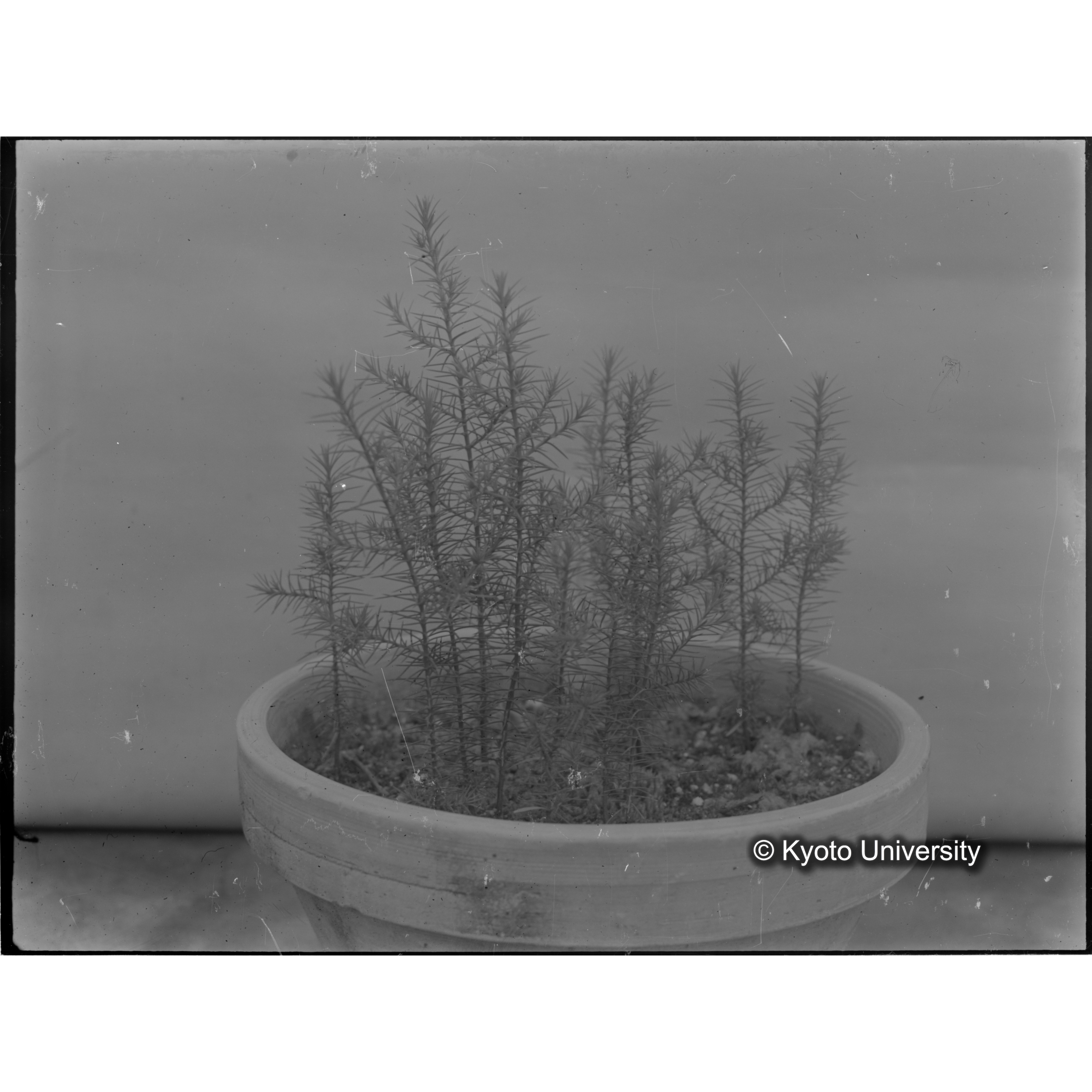 〔外国種子〕 (1)