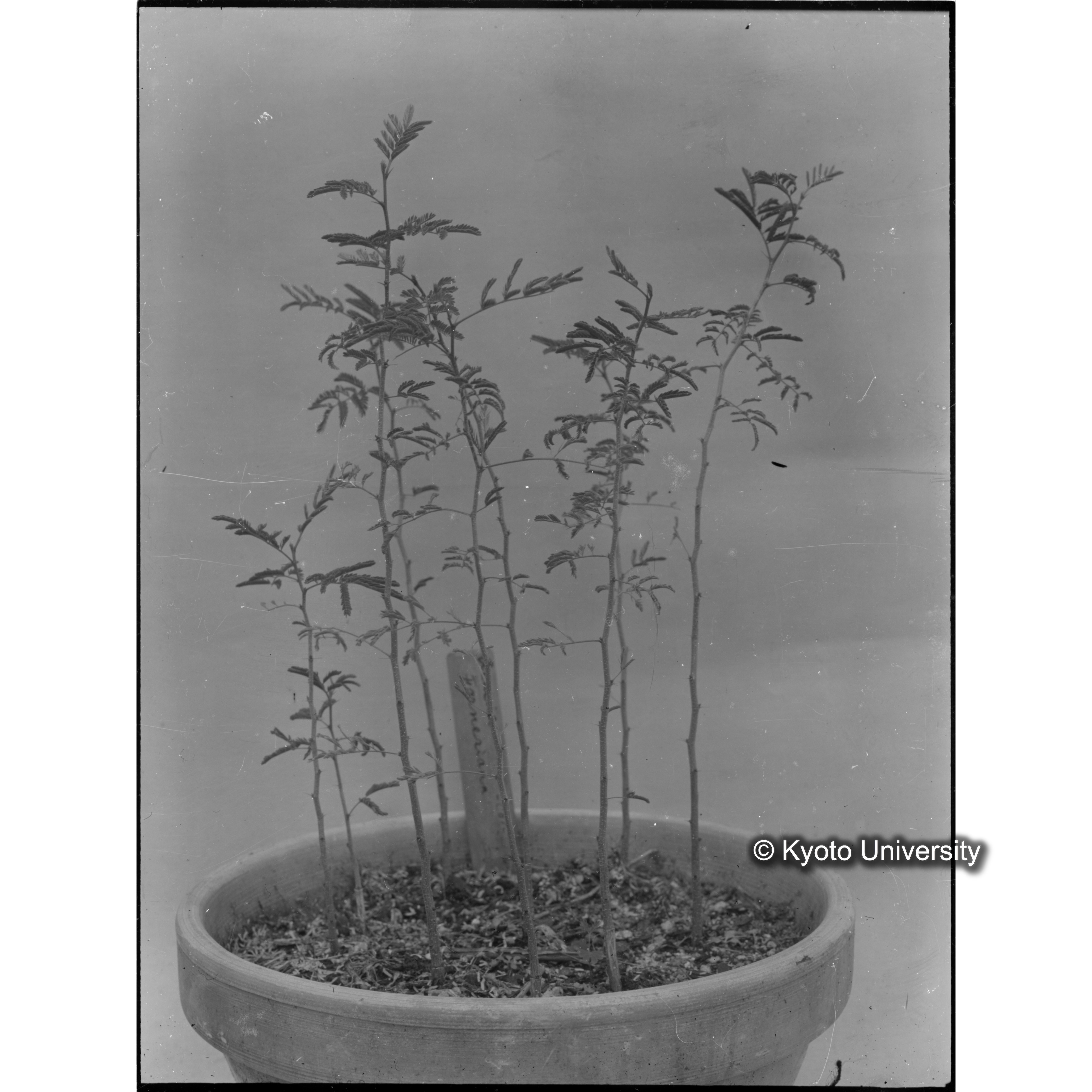 〔外国種子〕 (1)