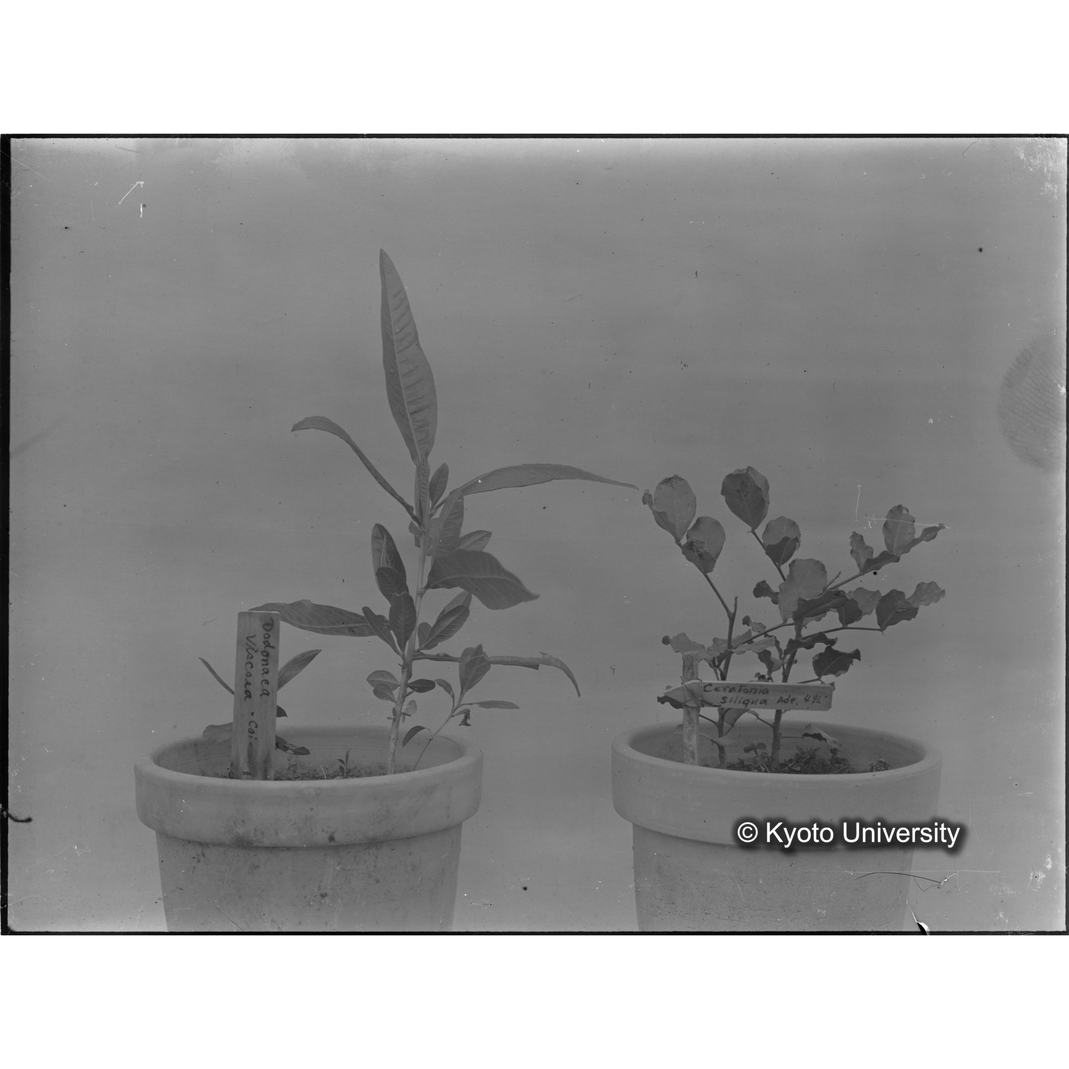 〔外国種子〕 (1)