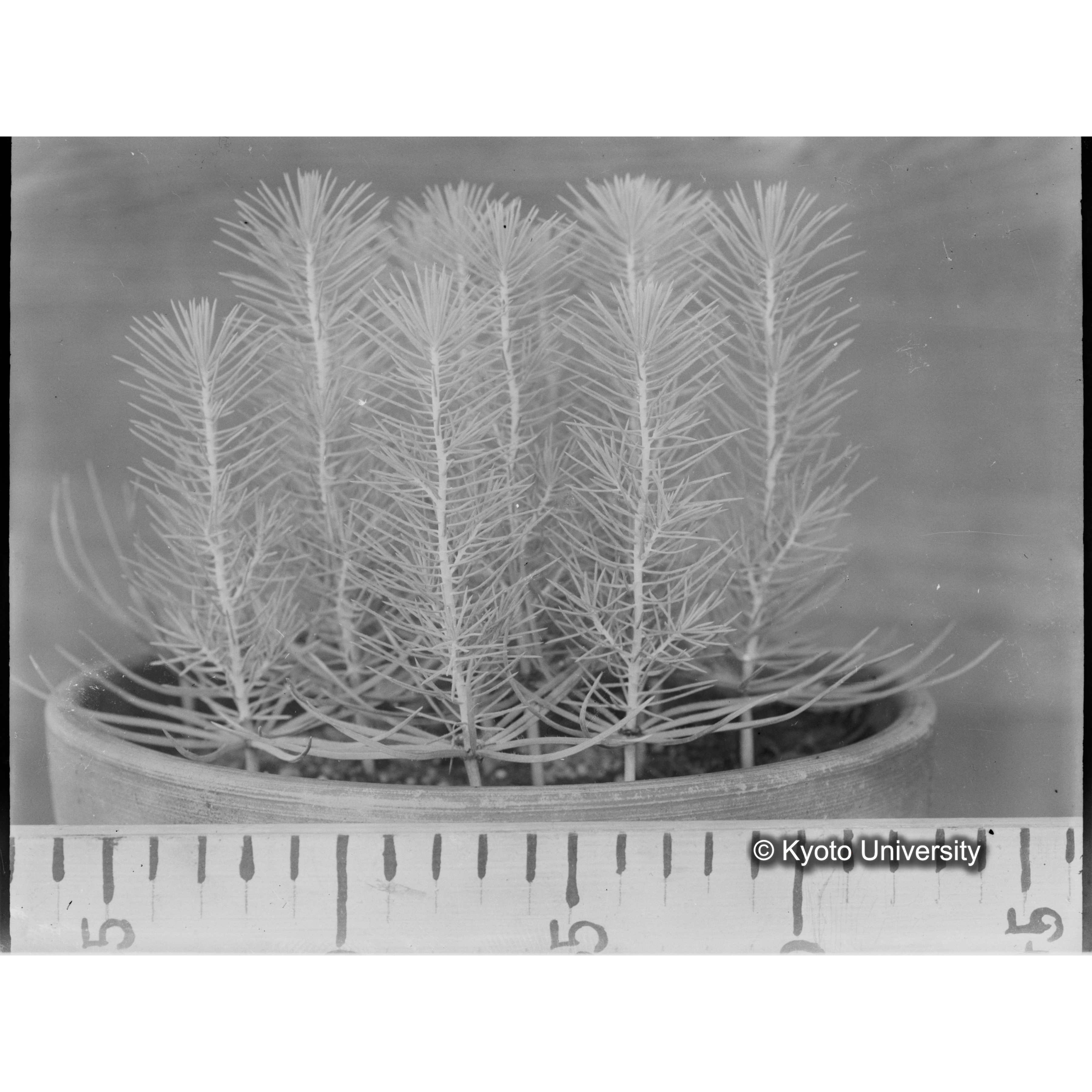 〔外国種子〕 (1)