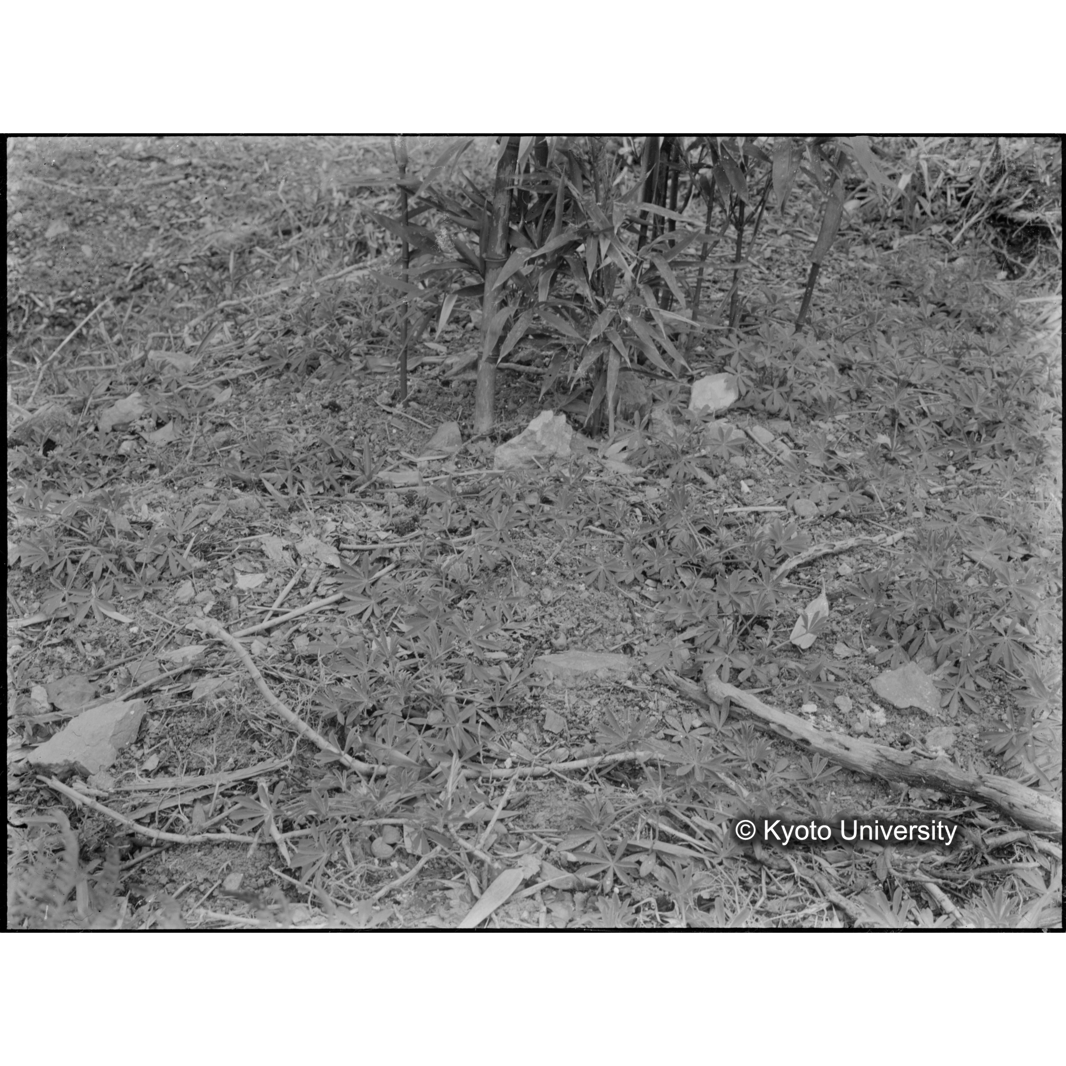 〔外国種子〕 (1)