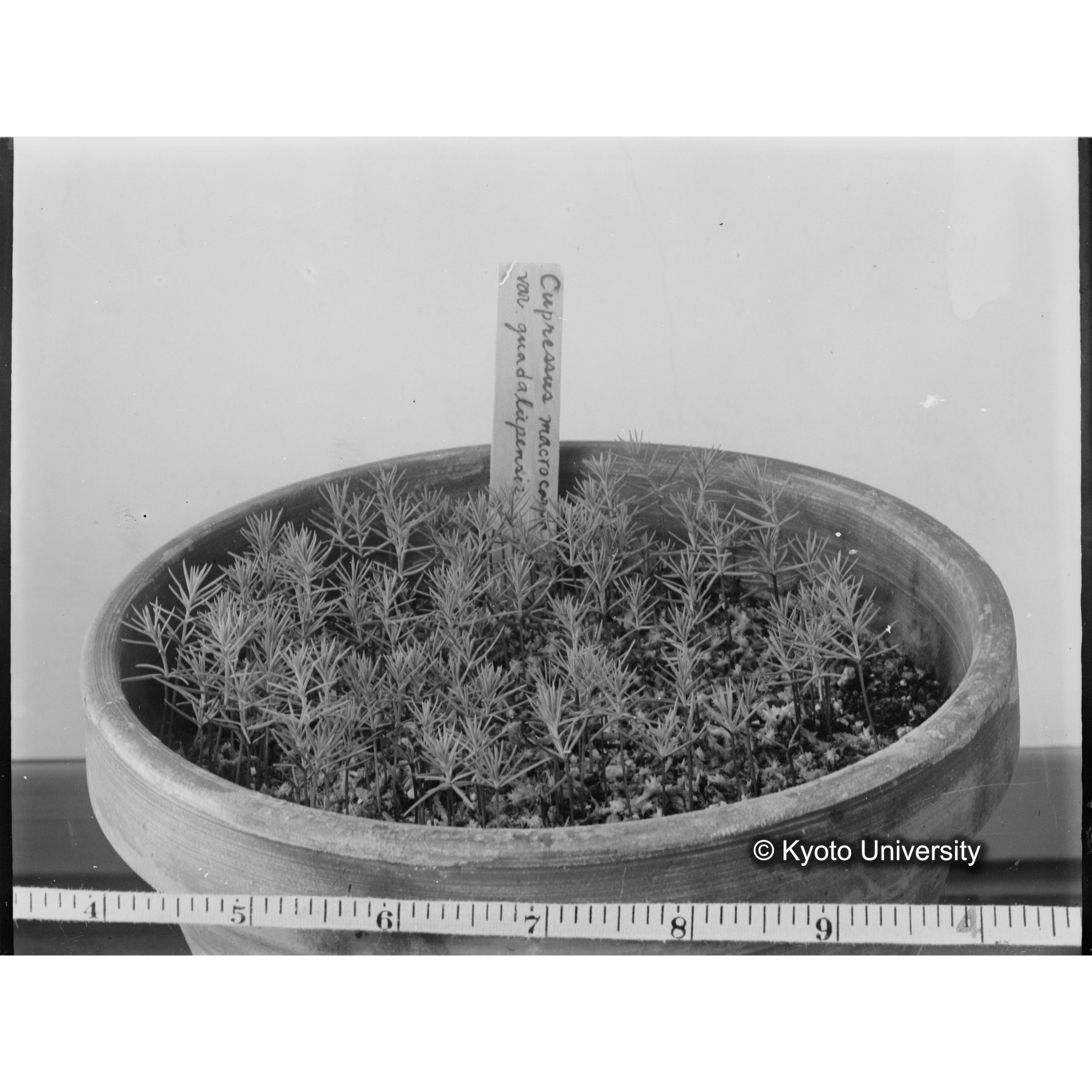 〔外国種子 Cupressus macrocarpa var. gualdalupensis〕 (1)