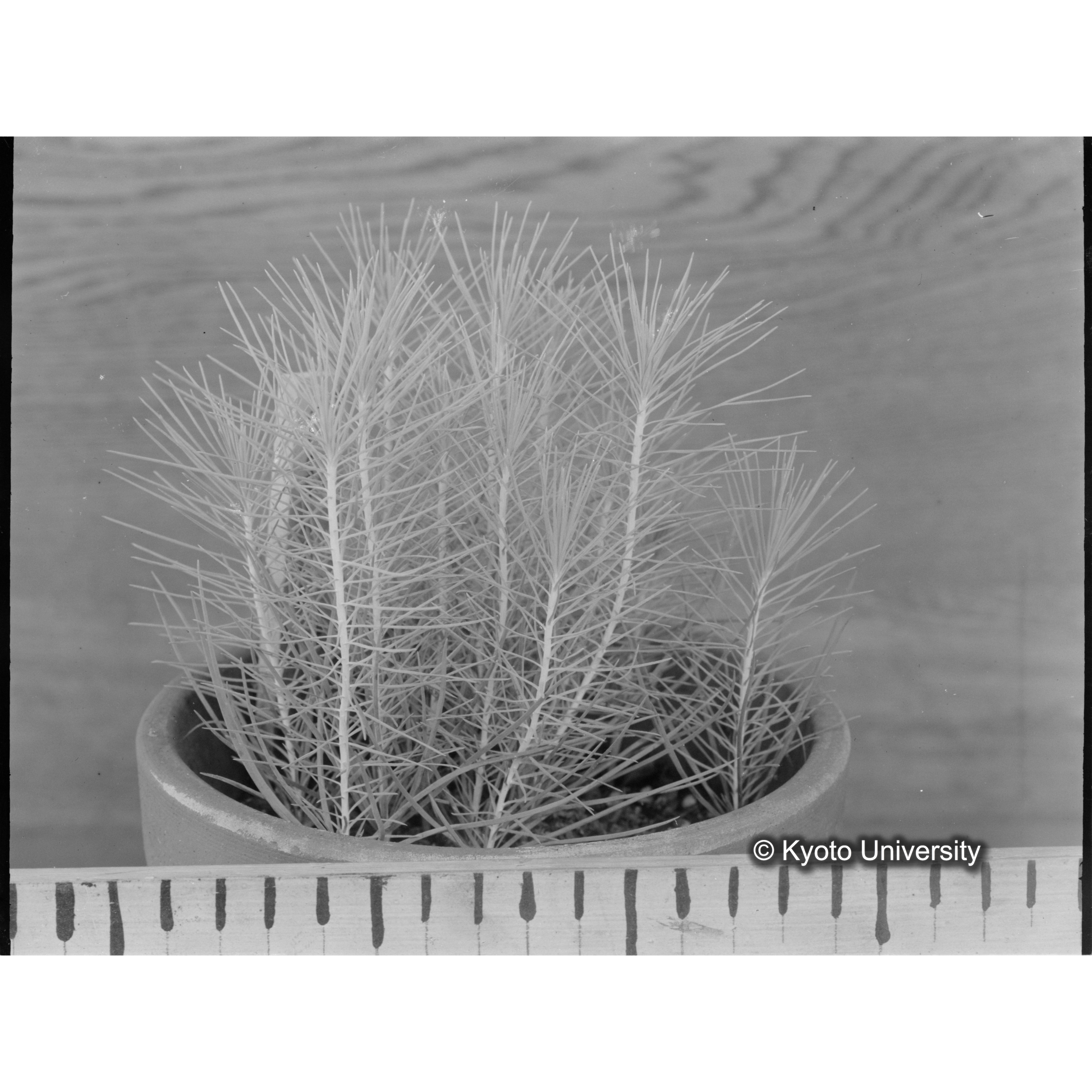 〔外国種子〕 (1)