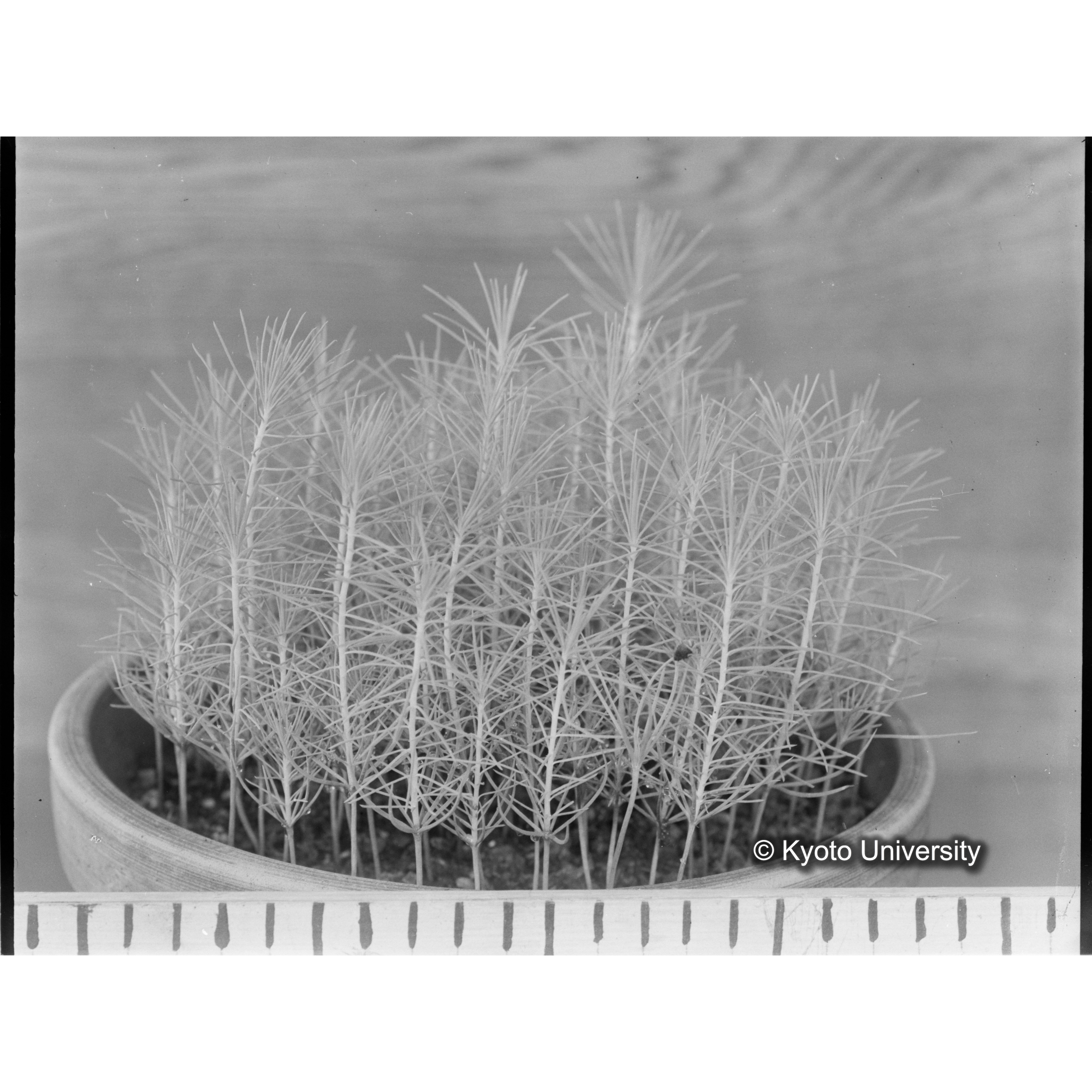 〔外国種子〕 (1)