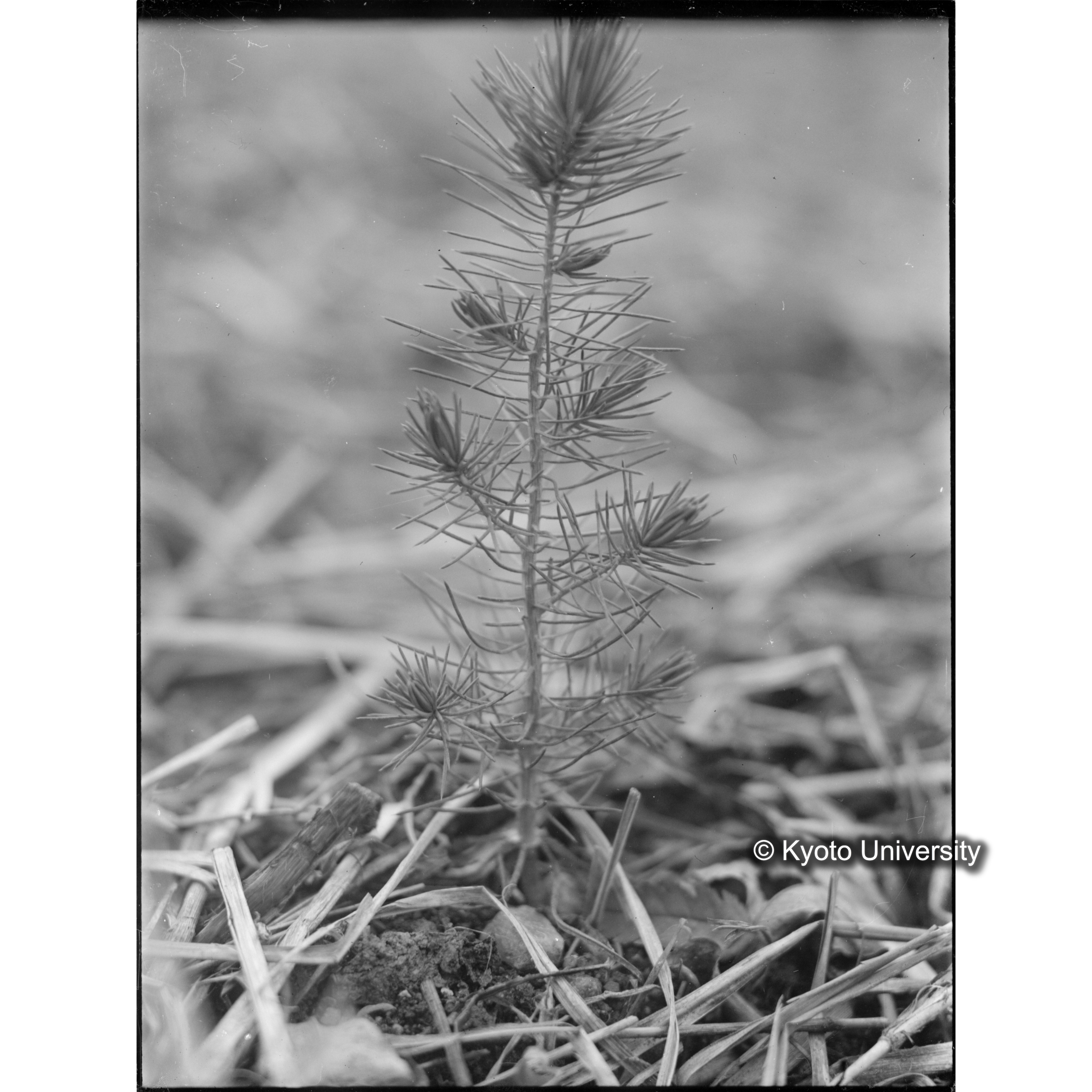 〔外国種子〕 (1)