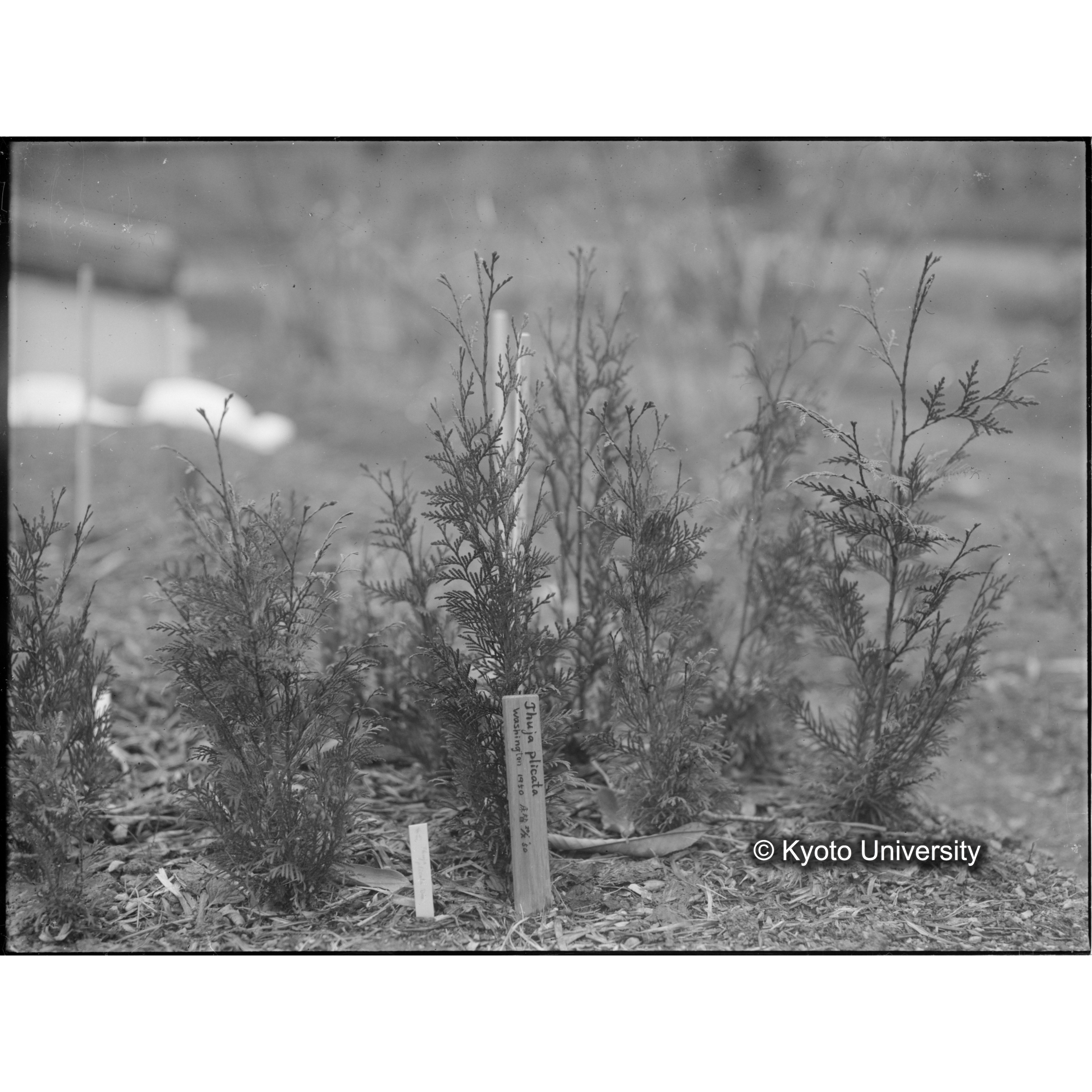 〔外国種子〕 (1)