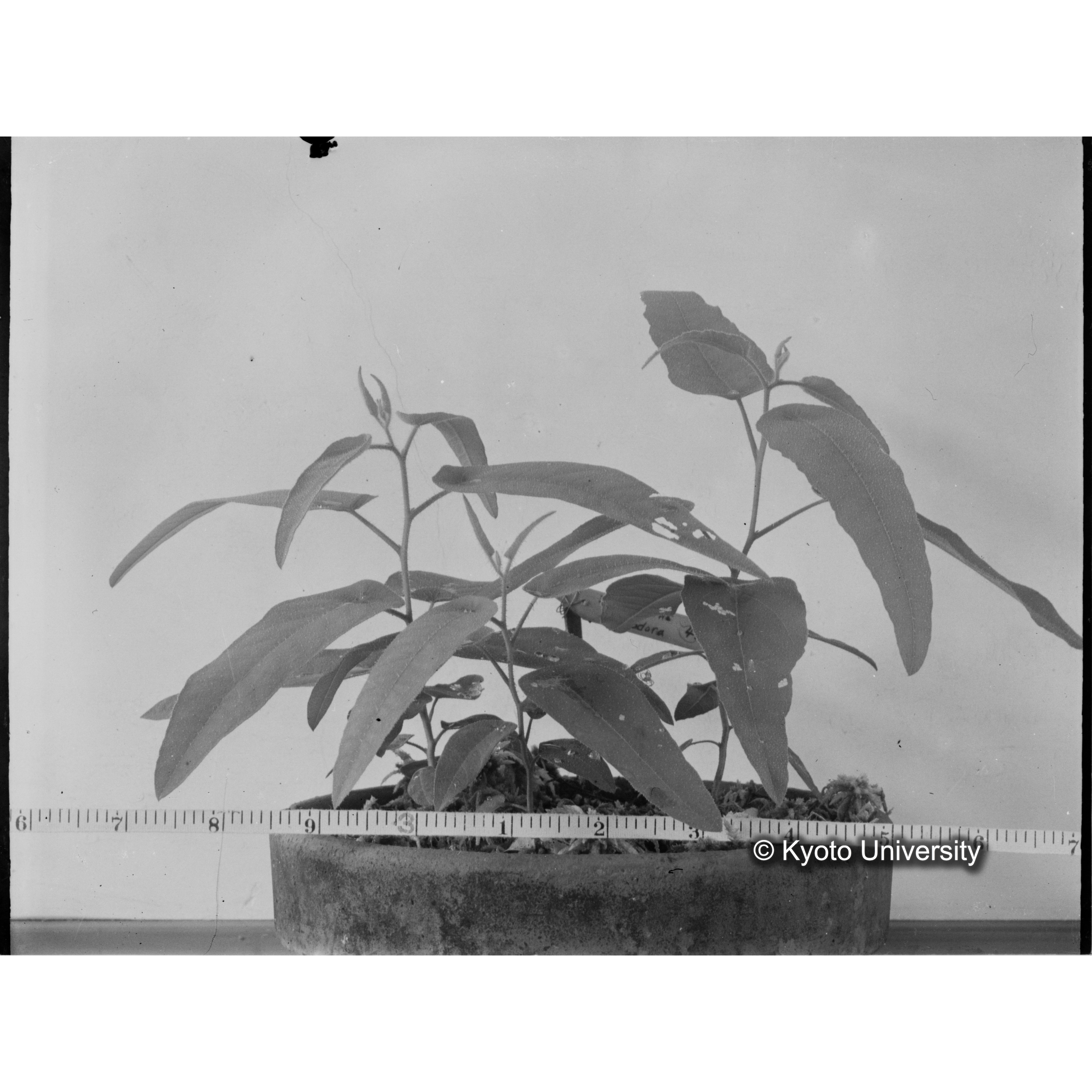 〔外国種子〕 (1)