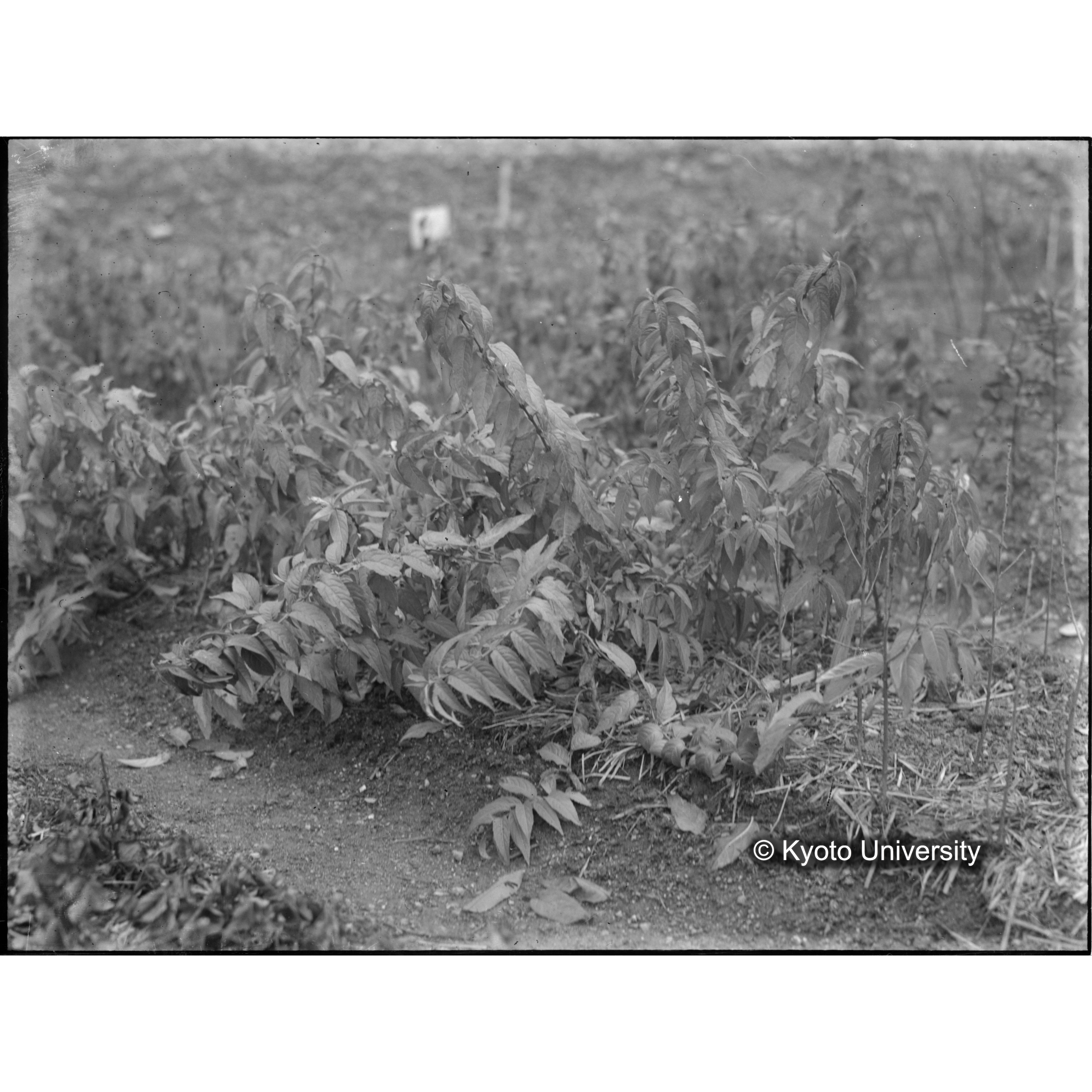 〔外国種子〕 (1)