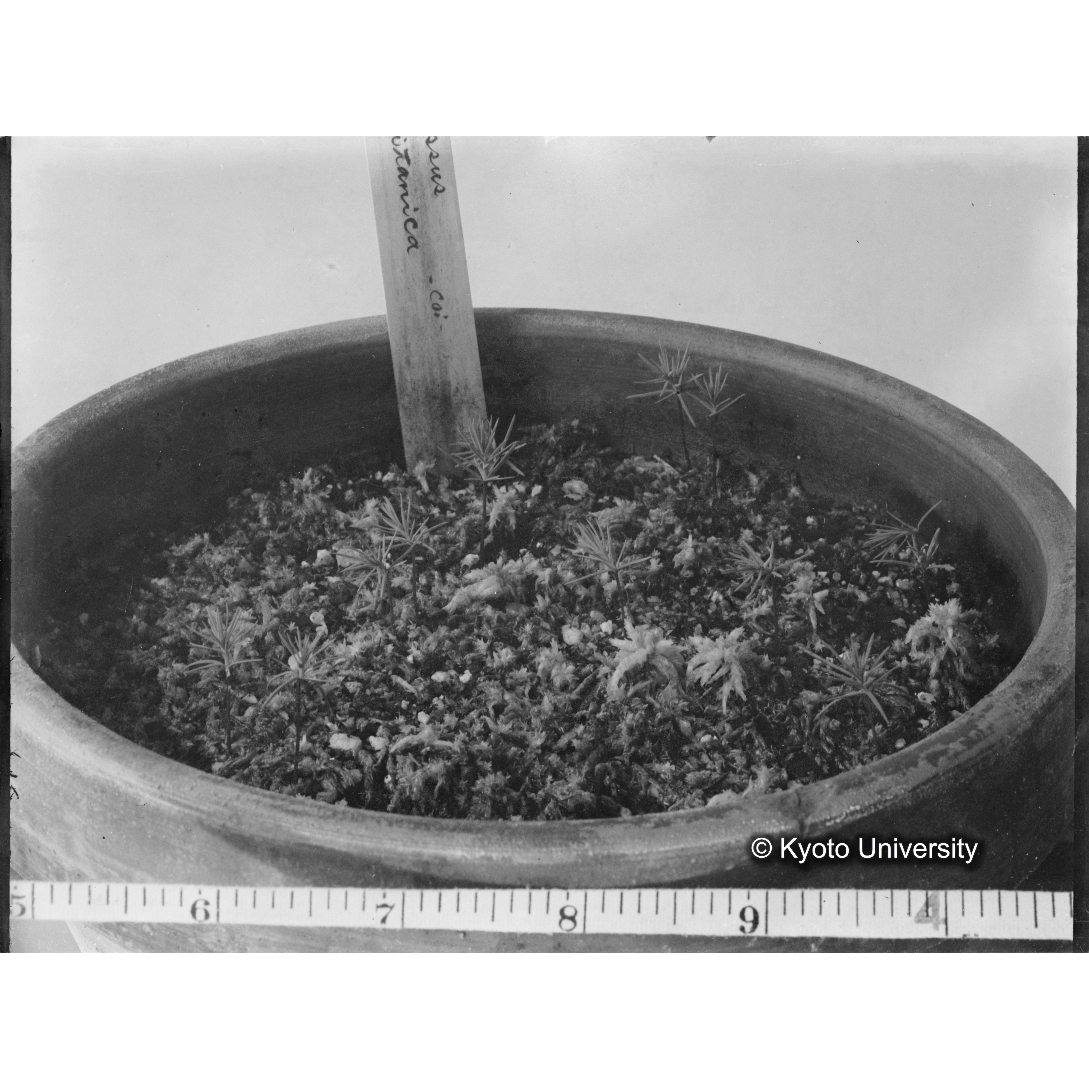 〔外国種子 Cupressus lusitanica -Coi.〕 (1)