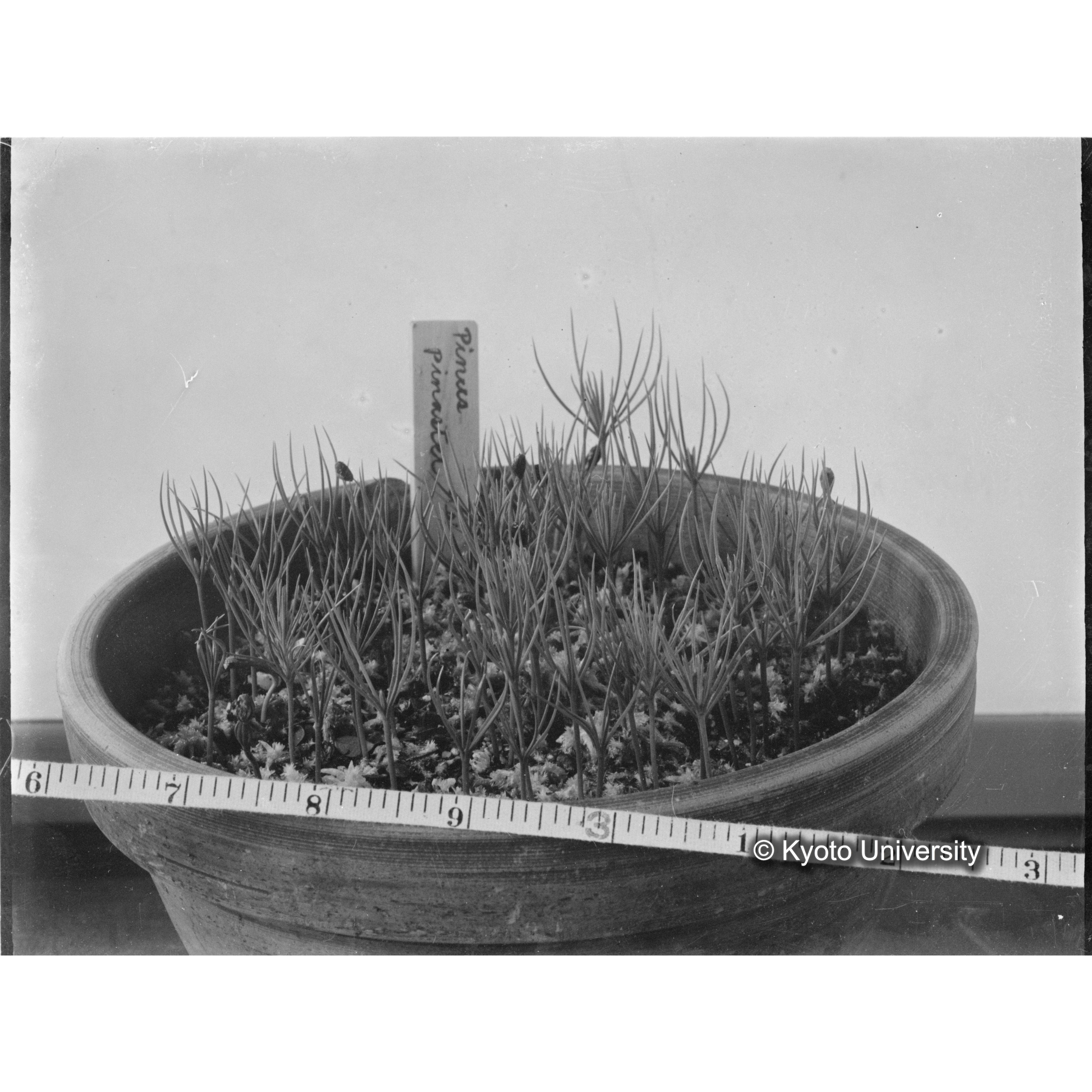 〔外国種子交換による渡来植物　Pinus sabiniana〕 (1)