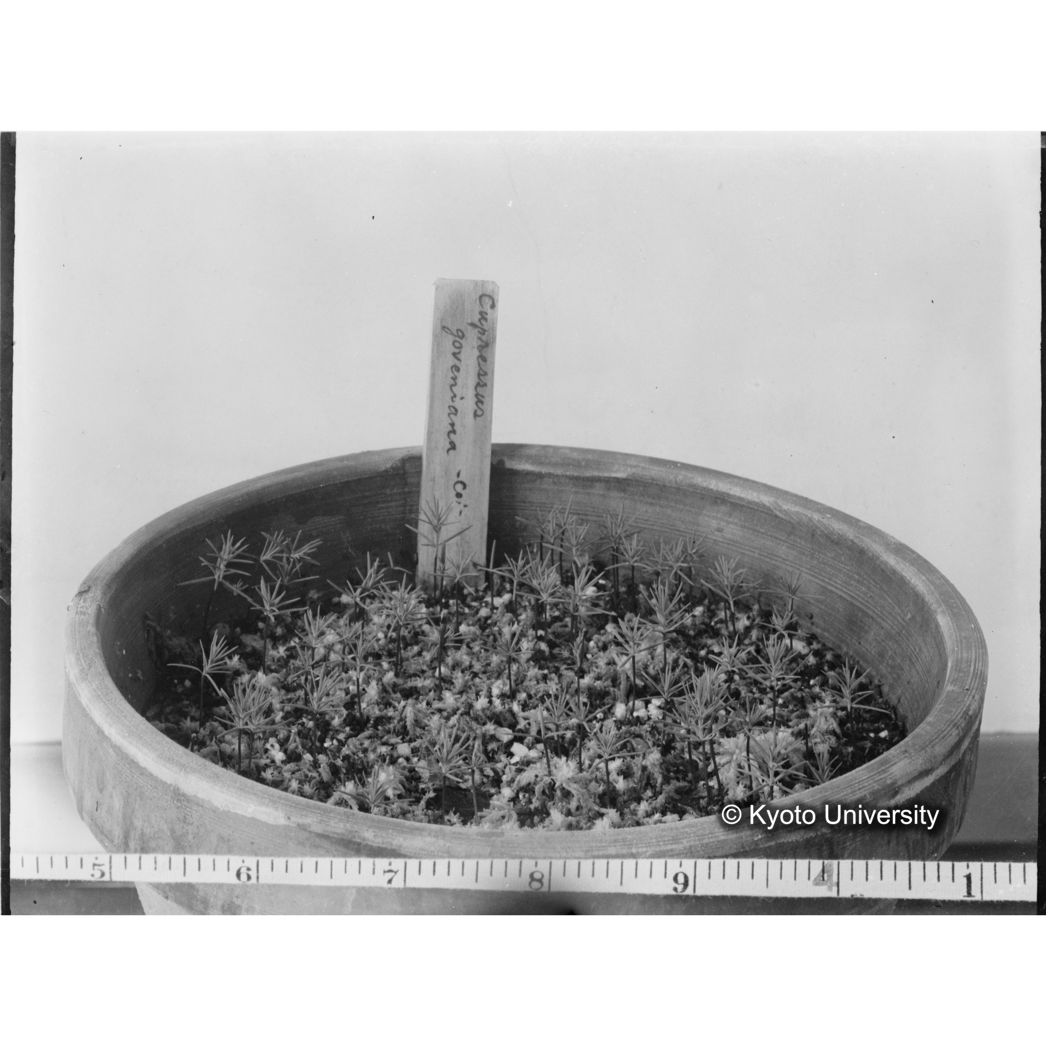 〔外国種子交換による渡来植物　Cupressus　goveniana〕 (1)