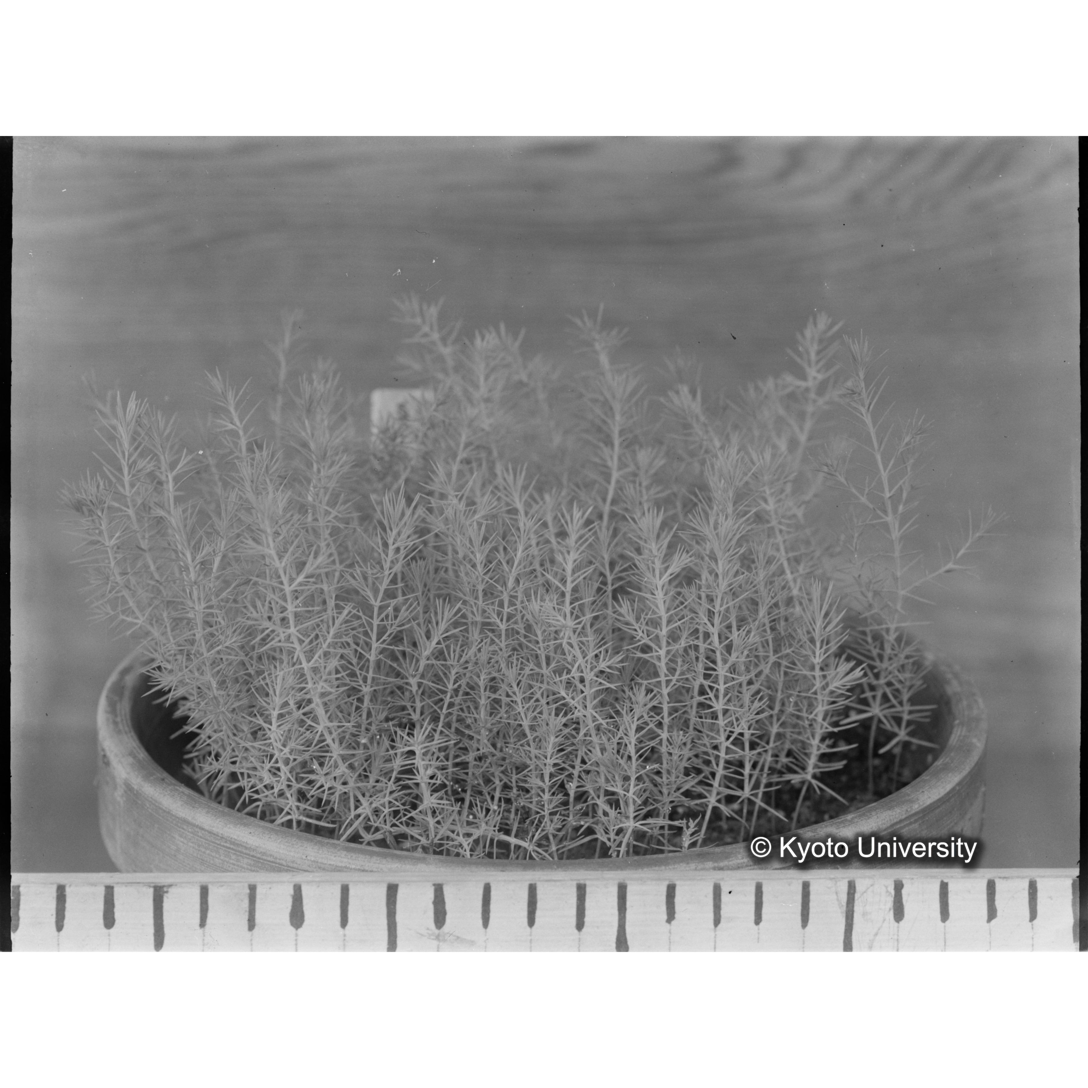 〔外国種子〕 (1)