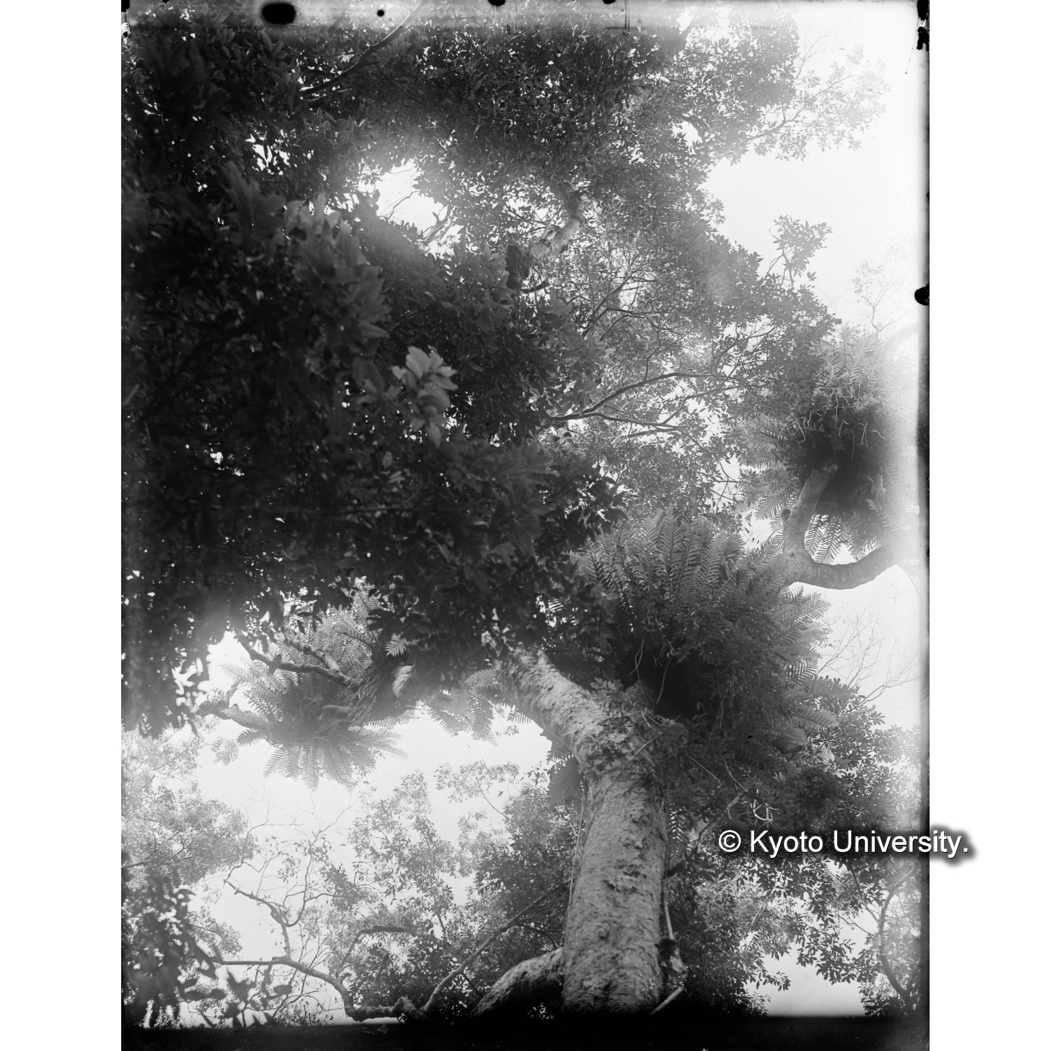 樹木に付着したカザリシダ (1)