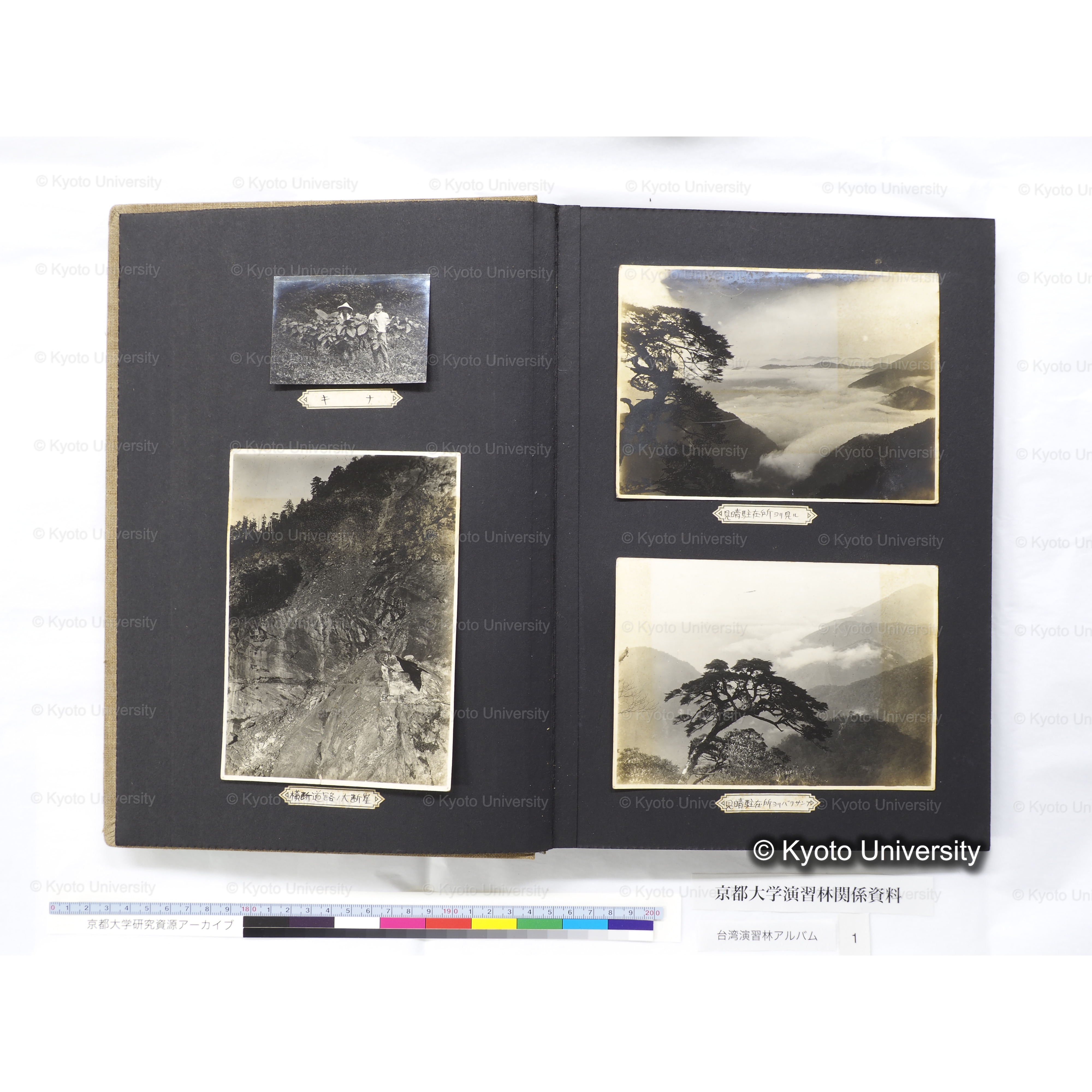 [台湾演習林アルバム(茶色表紙)] (5)