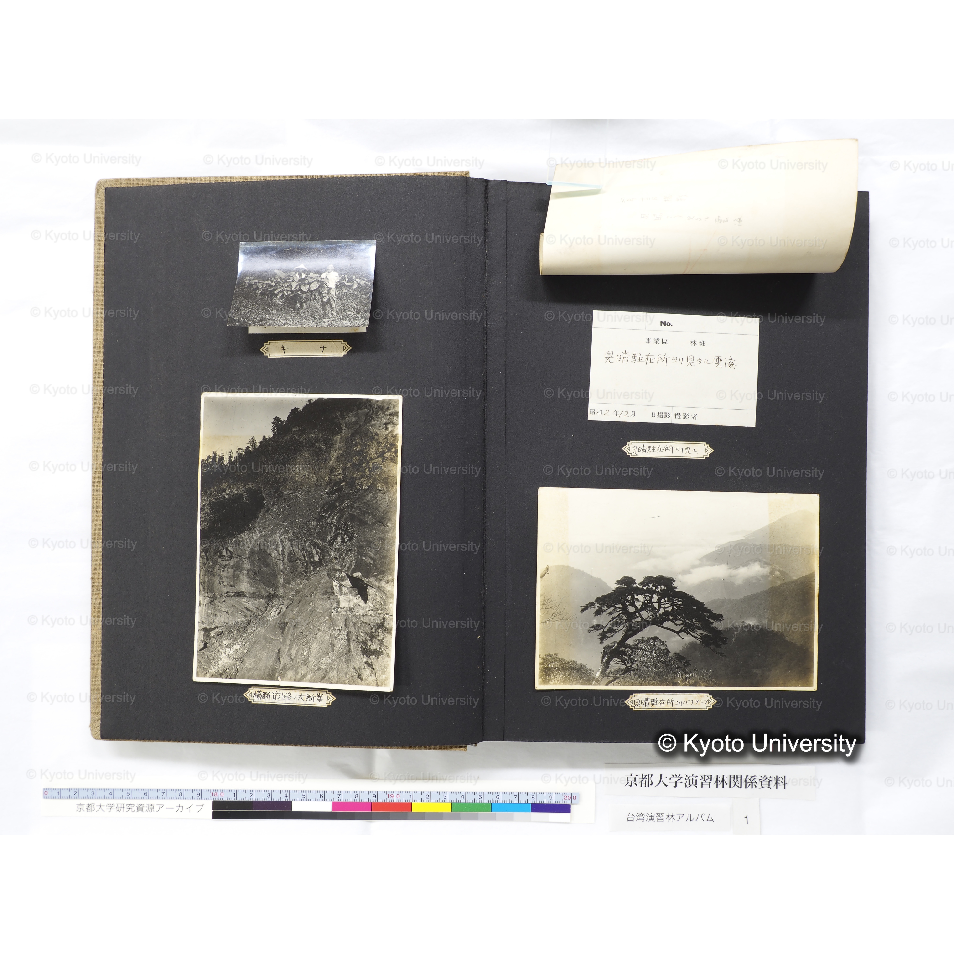 [台湾演習林アルバム(茶色表紙)] (8)