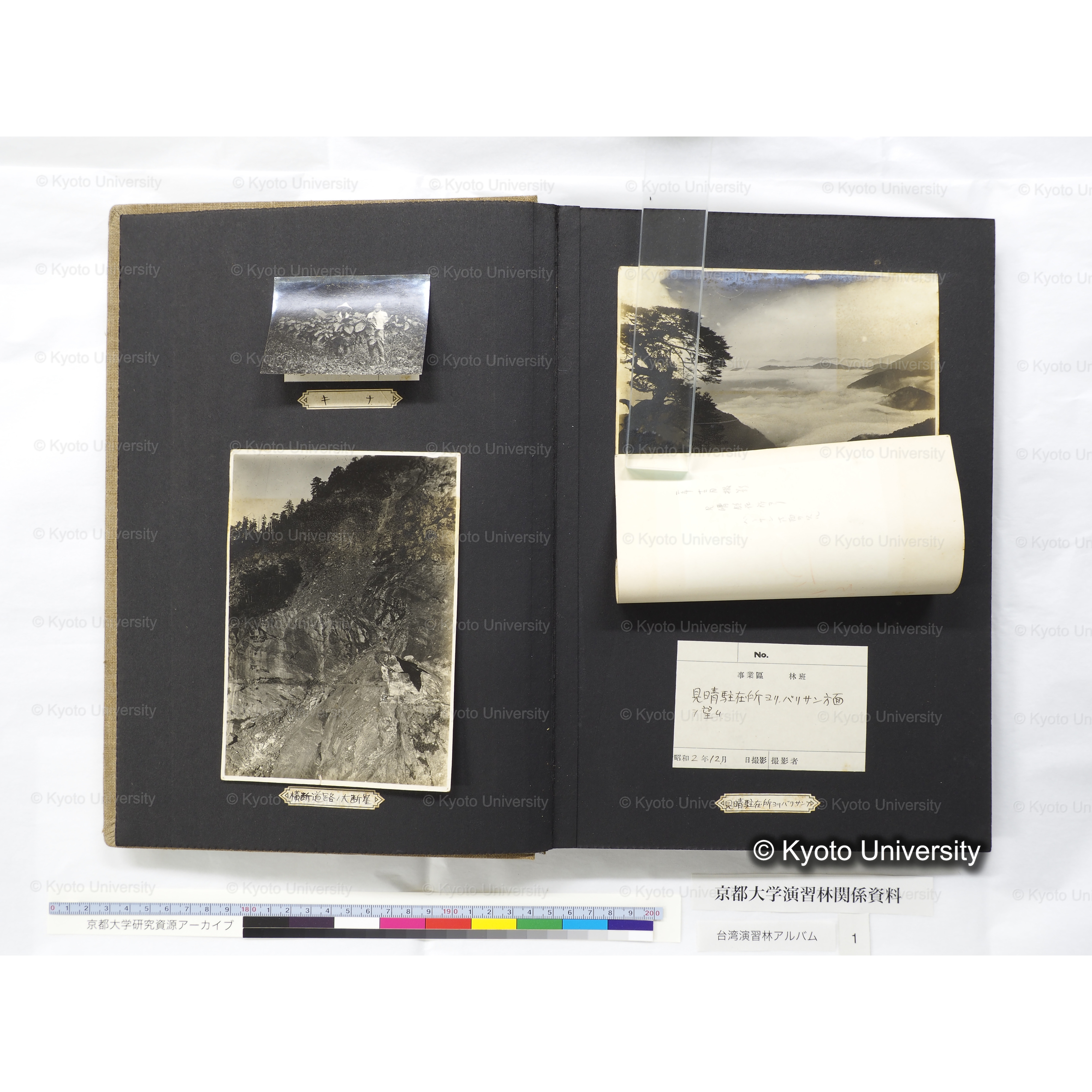 [台湾演習林アルバム(茶色表紙)] (9)