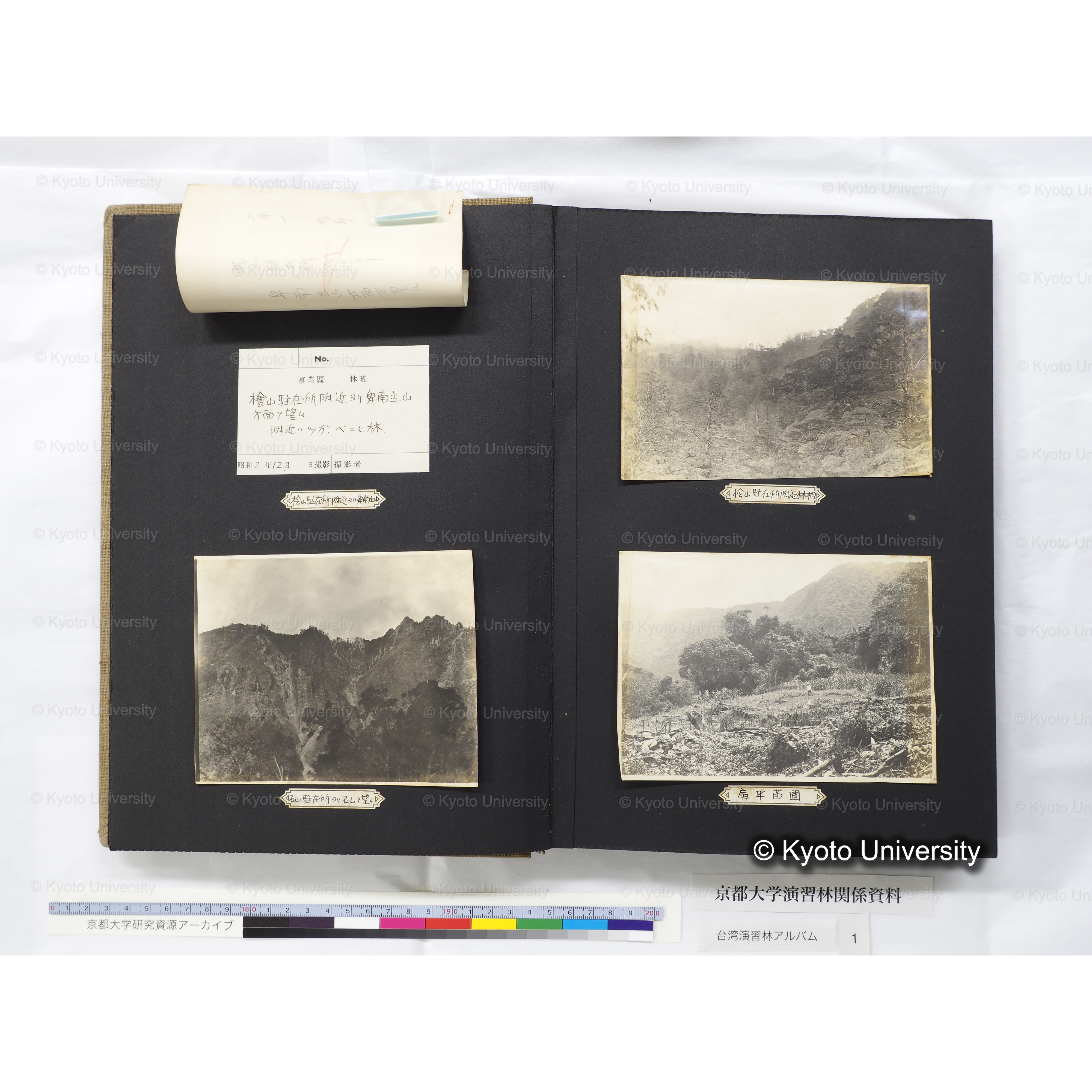 [台湾演習林アルバム(茶色表紙)] (11)