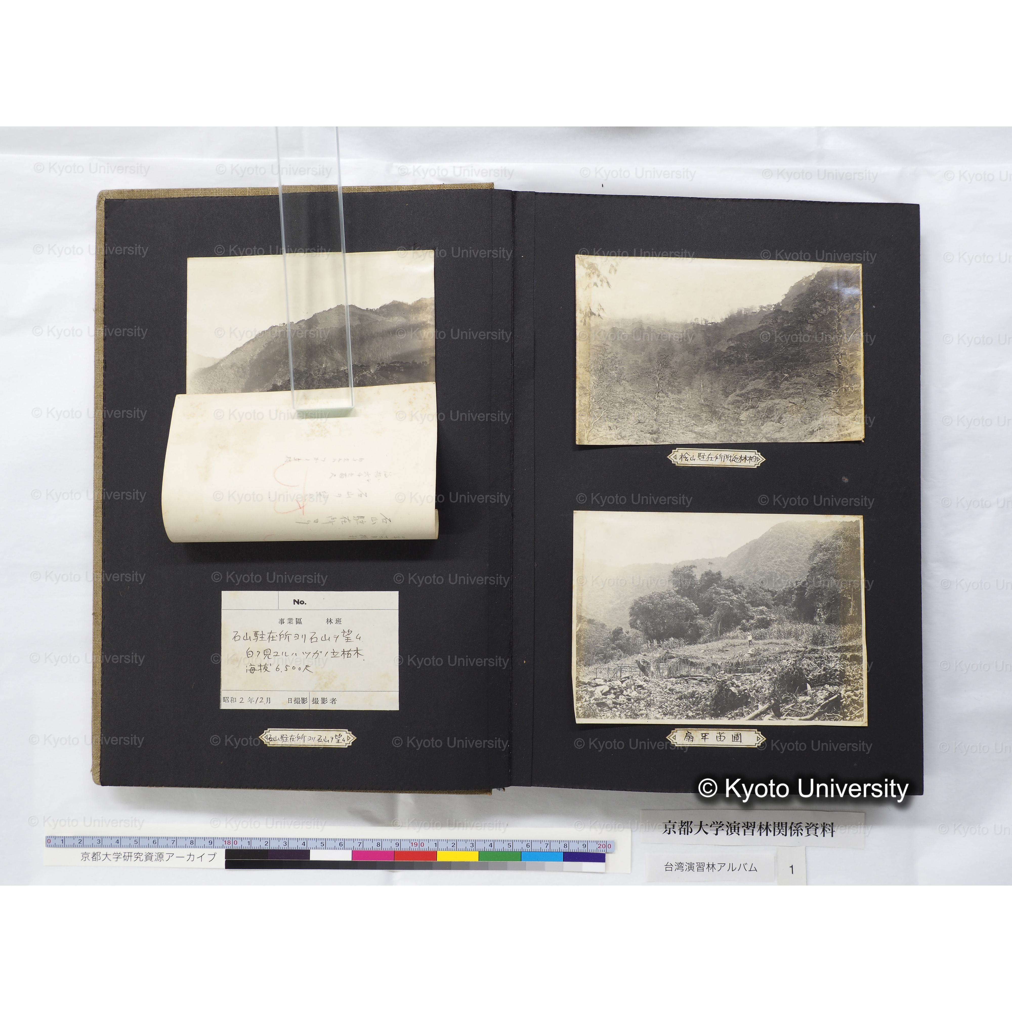 [台湾演習林アルバム(茶色表紙)] (12)
