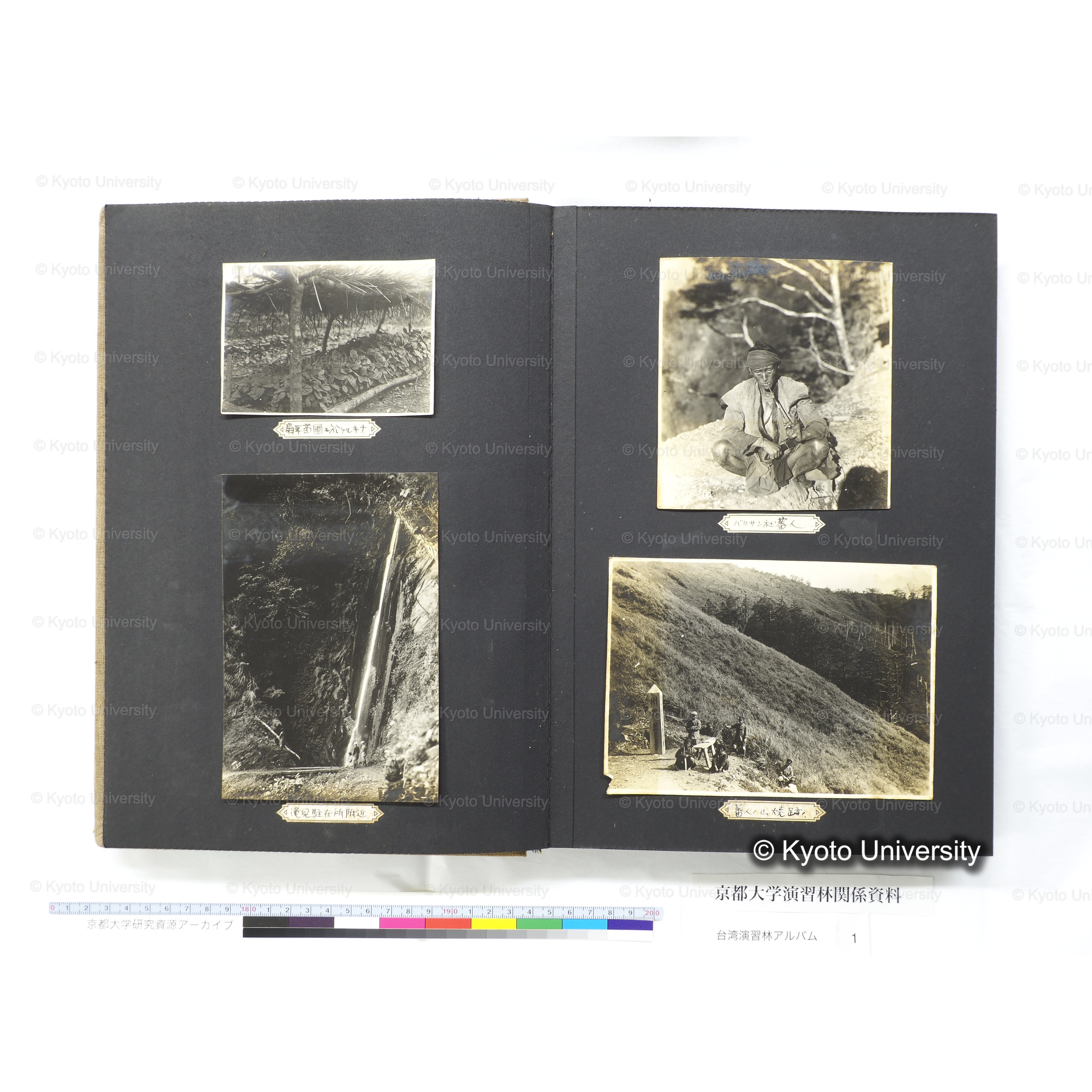 [台湾演習林アルバム(茶色表紙)] (15)