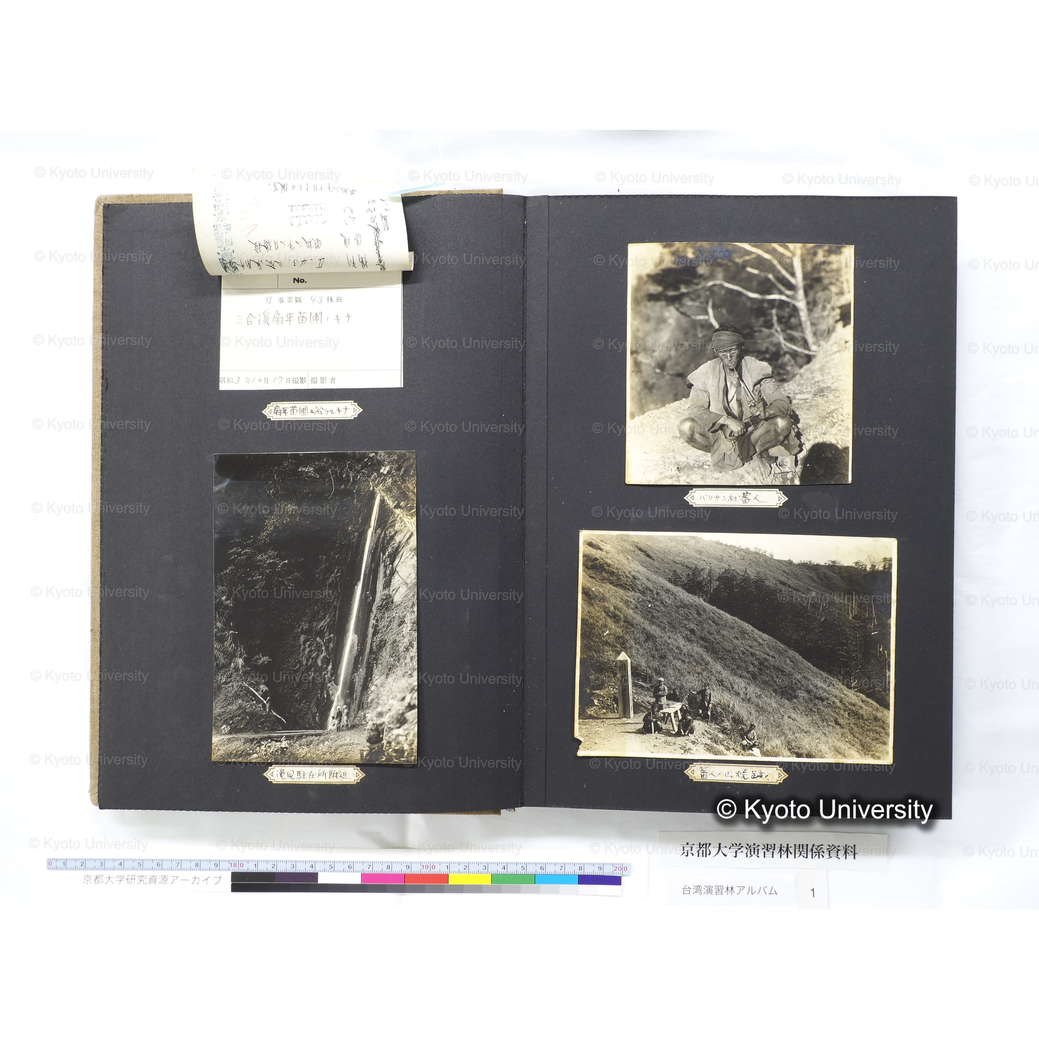 [台湾演習林アルバム(茶色表紙)] (16)