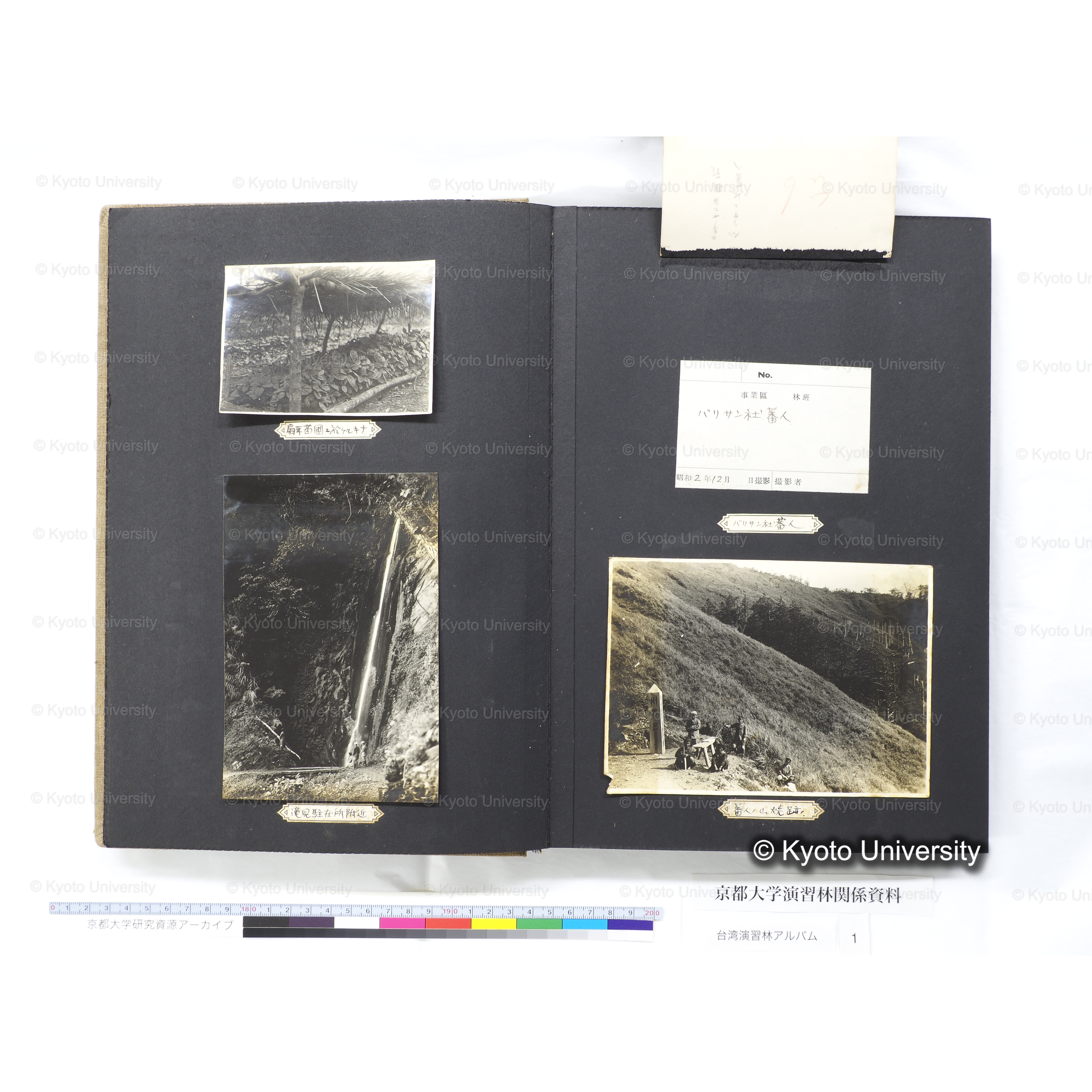 [台湾演習林アルバム(茶色表紙)] (18)