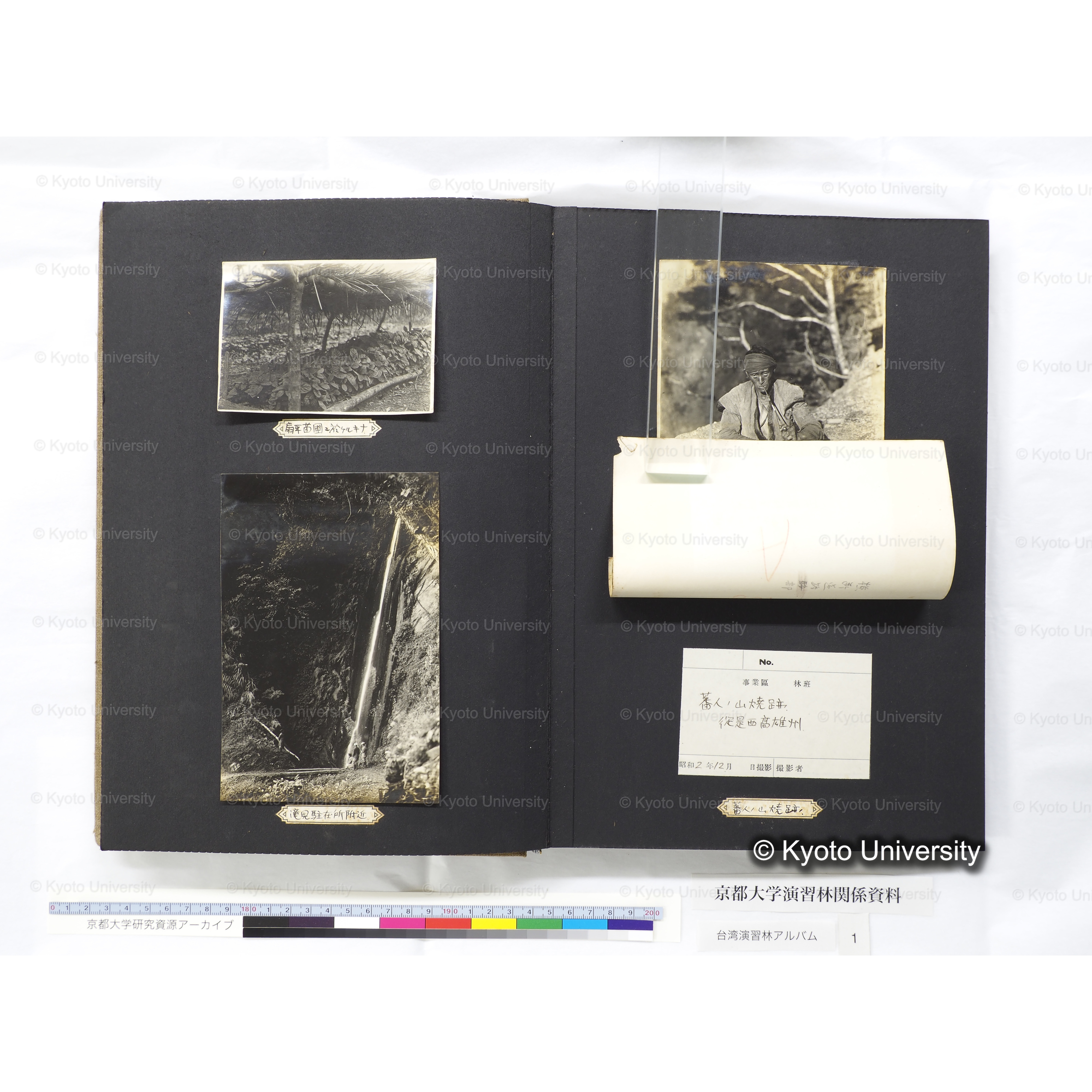 [台湾演習林アルバム(茶色表紙)] (19)