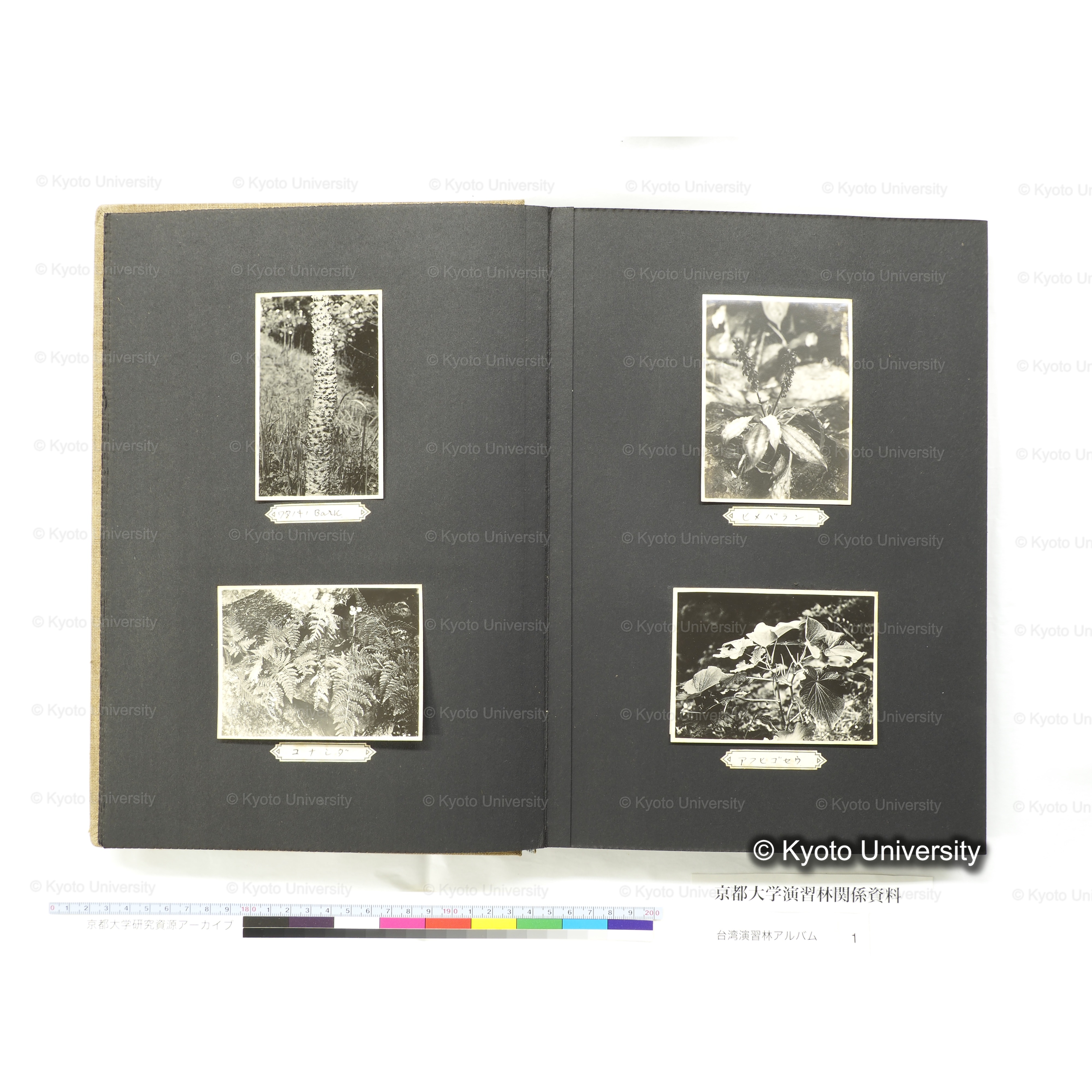 [台湾演習林アルバム(茶色表紙)] (20)