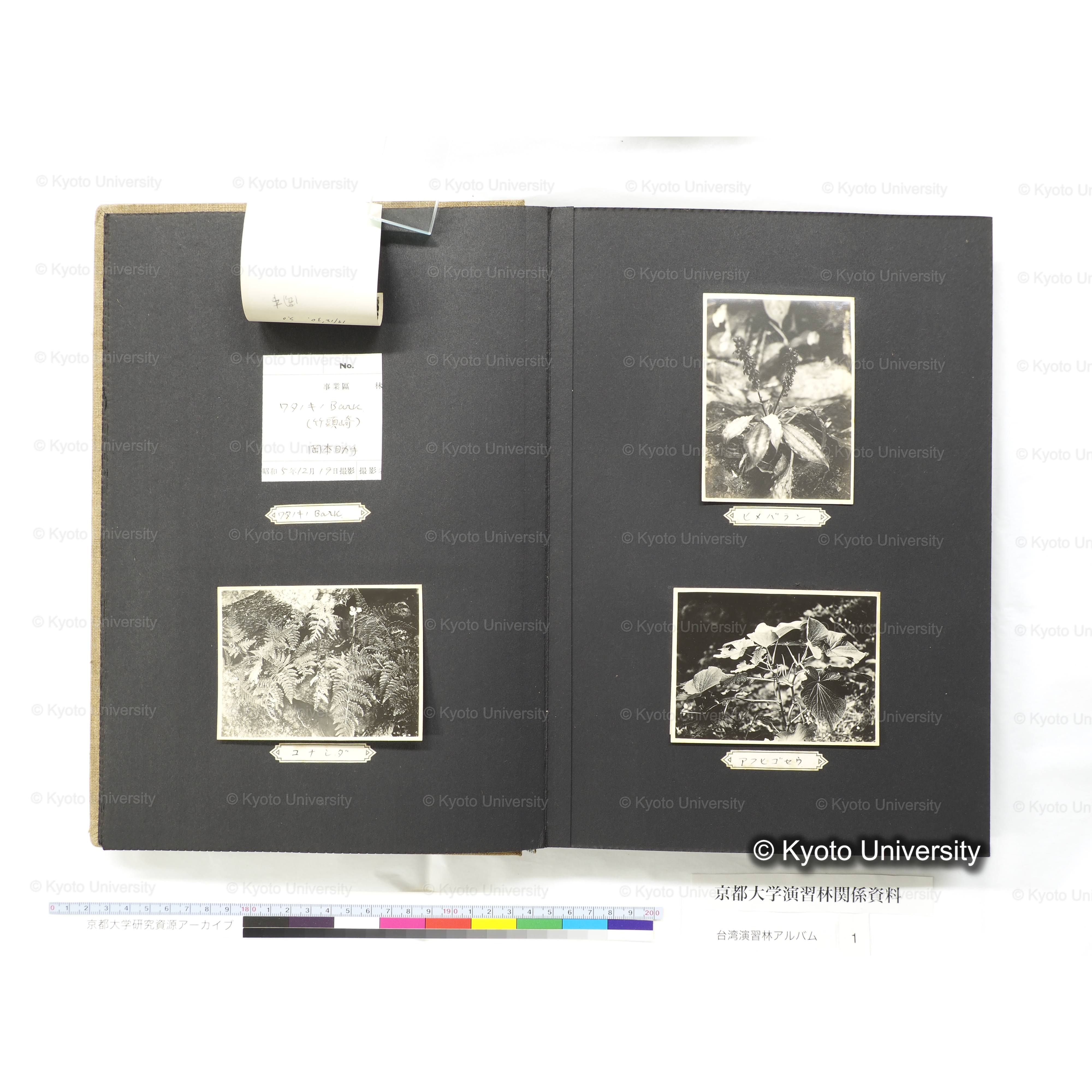 [台湾演習林アルバム(茶色表紙)] (21)