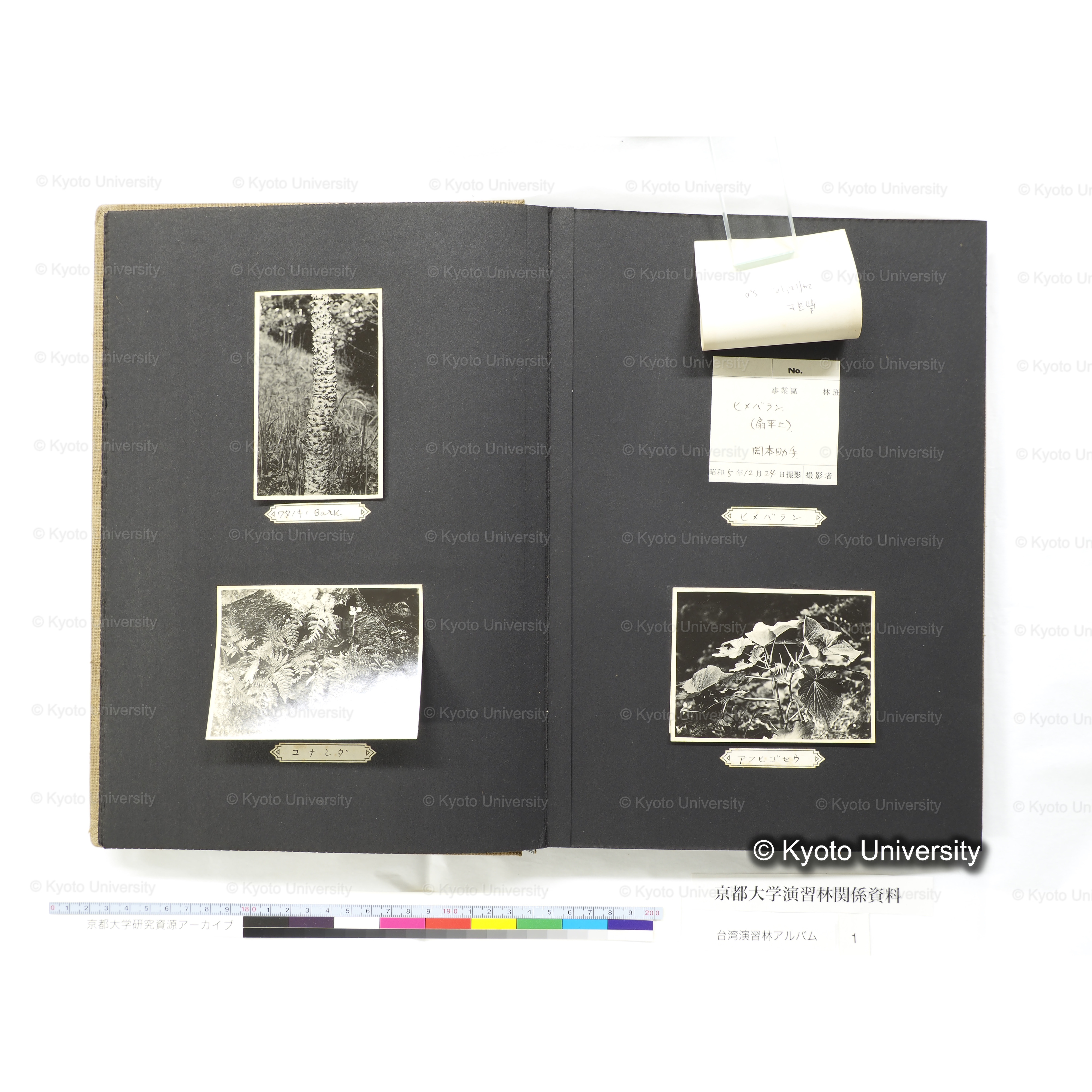 [台湾演習林アルバム(茶色表紙)] (23)