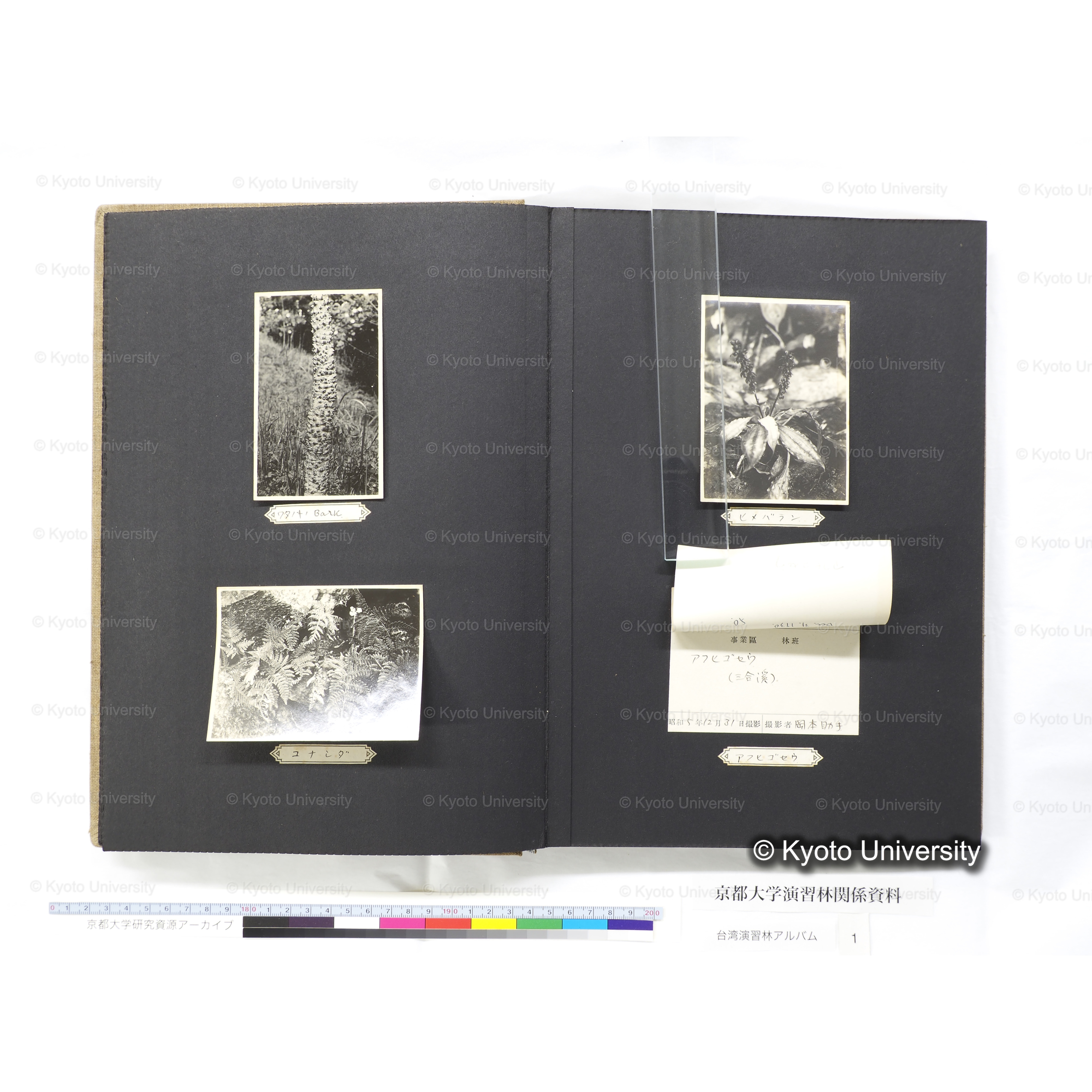 [台湾演習林アルバム(茶色表紙)] (24)